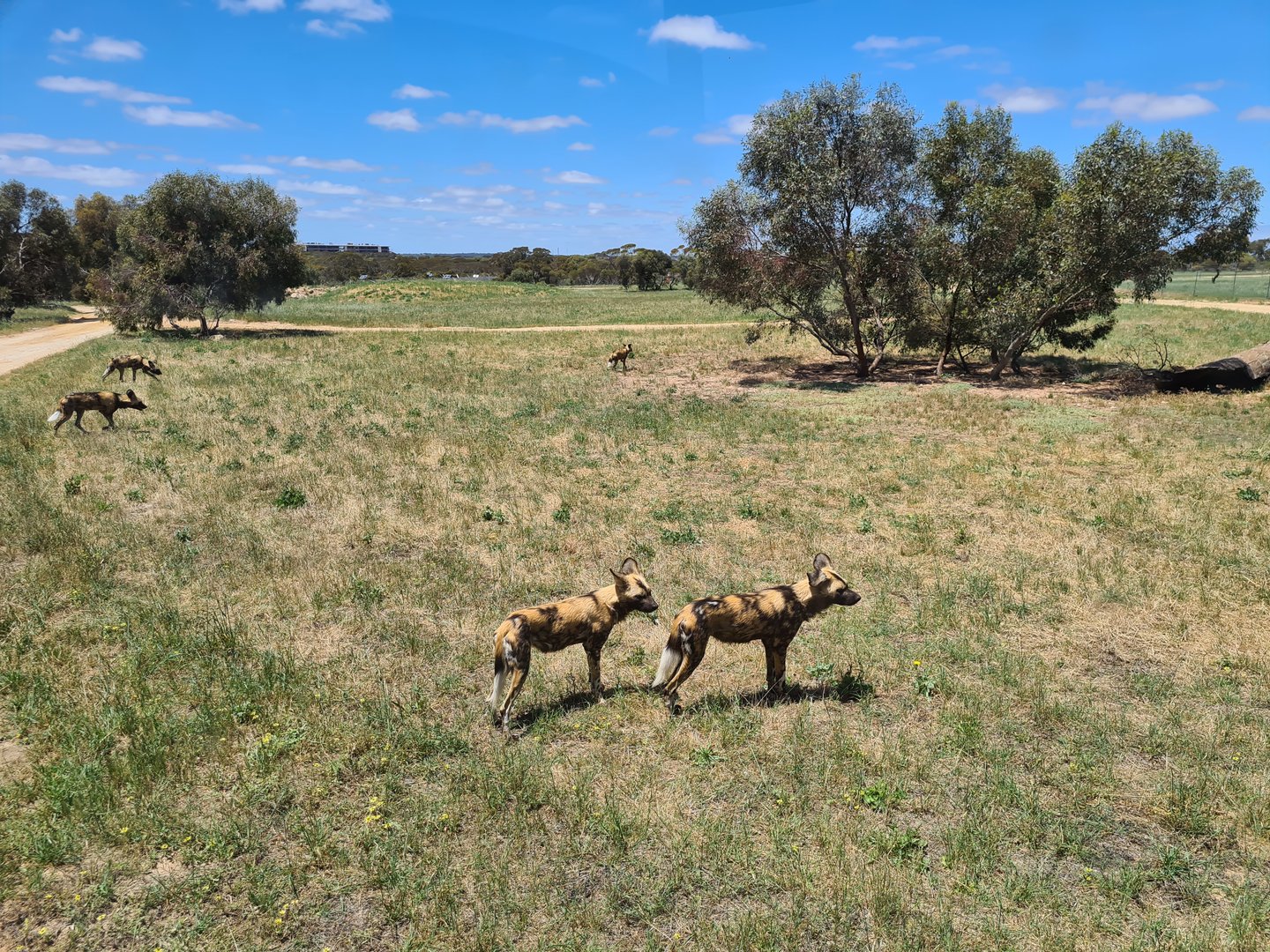 Wild Dog Pack with new hotel in distant background