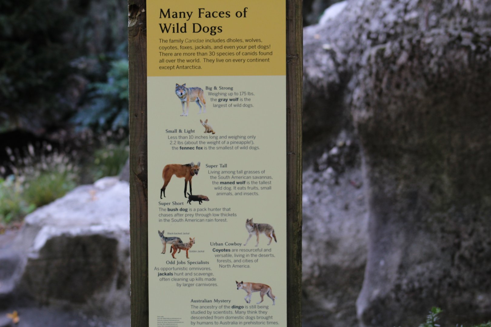 Wild Dog Signage