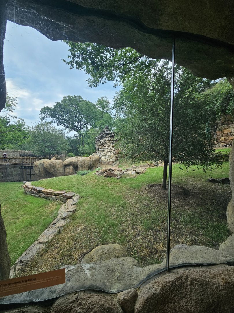 Wild dog view from cave