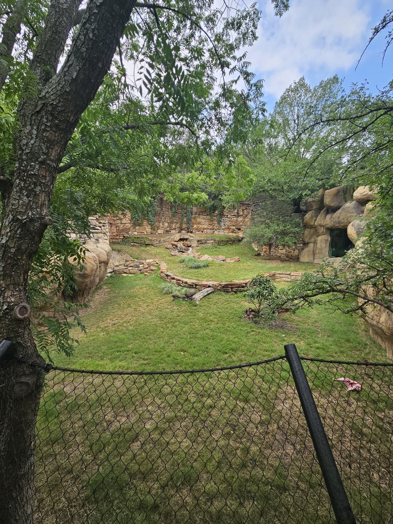 Wild dog view from outside