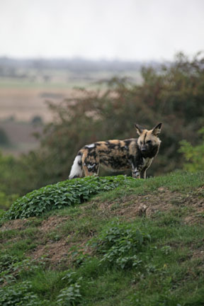 wild dog