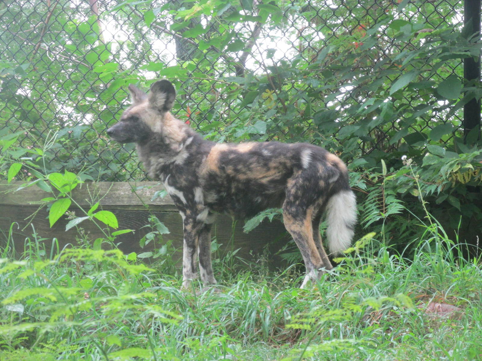 Wild Dog