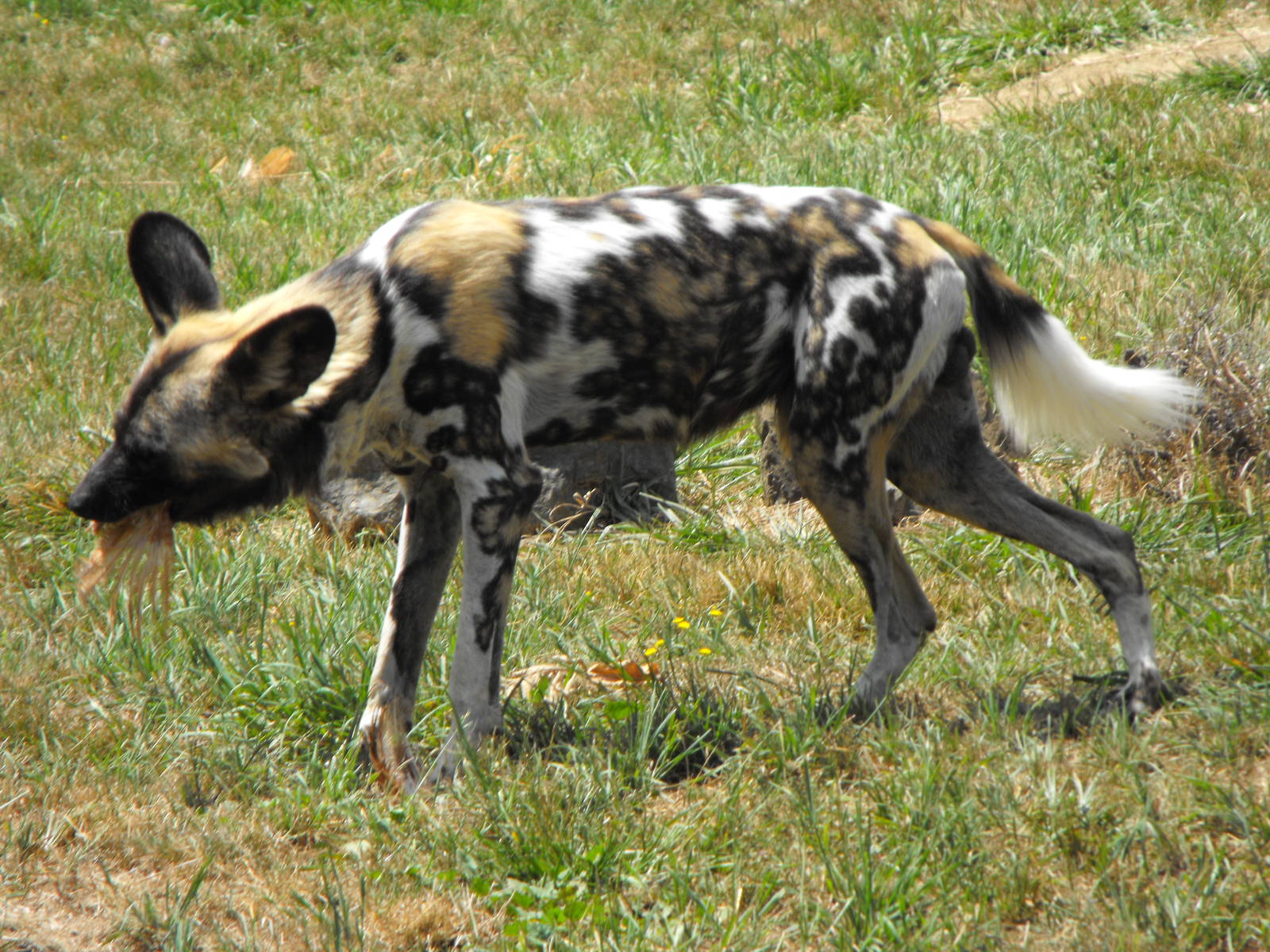 Wild Dog