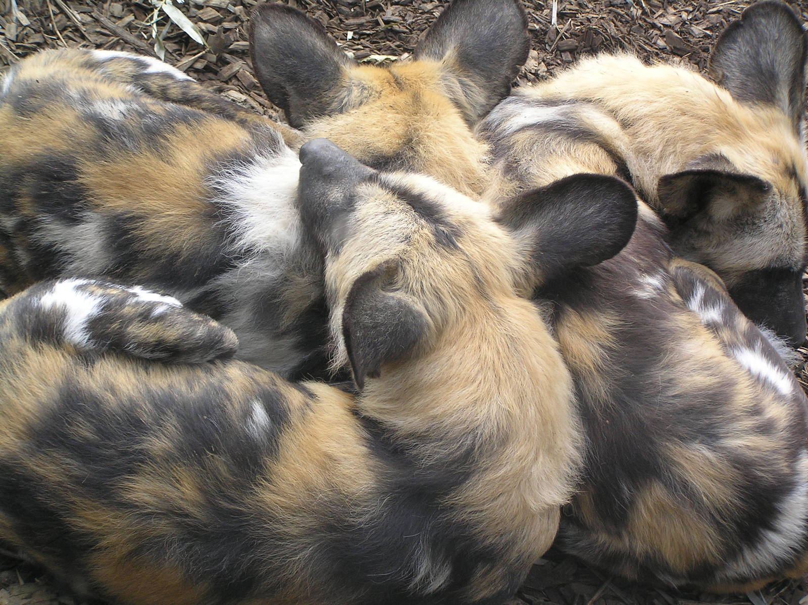 Wild dogs - Hamilton zoo 04