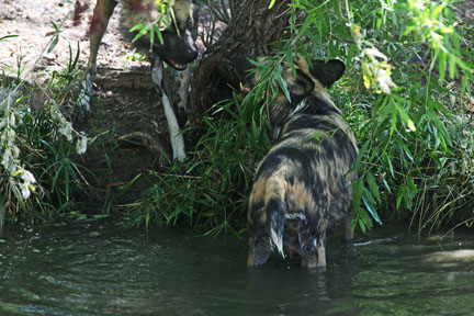 wild dogs in water