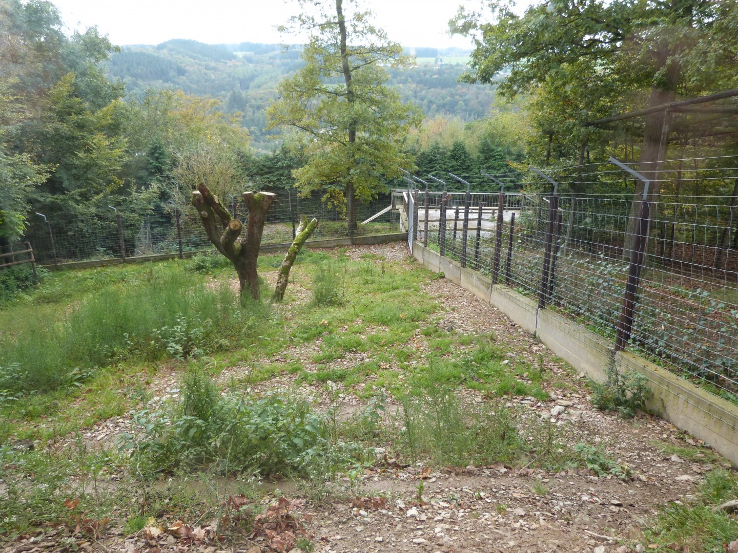 Wild dogs - Parc animalier de Bouillon