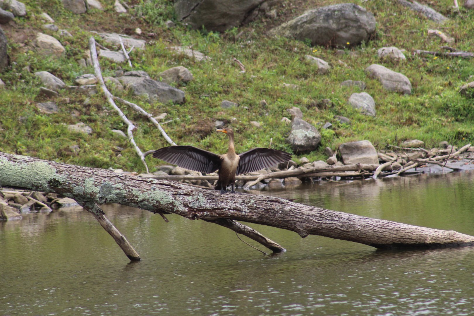 Wild Double-Crested Cormorant