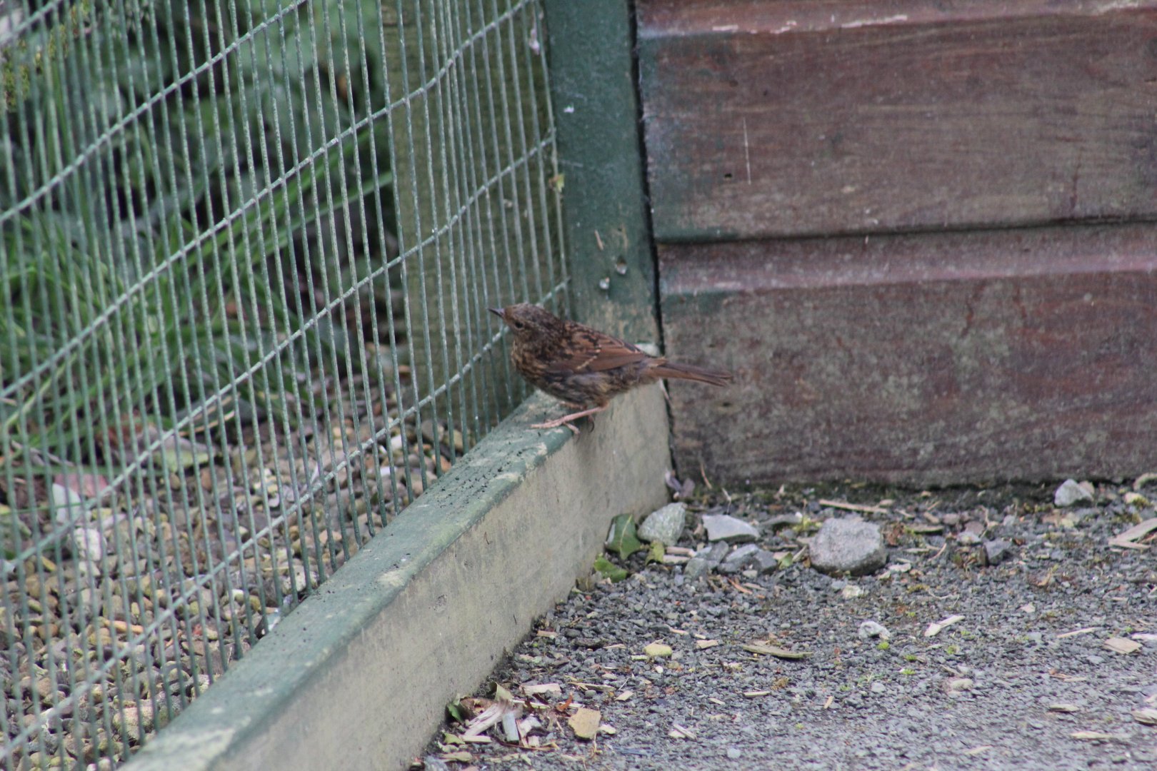 Wild Dunnock