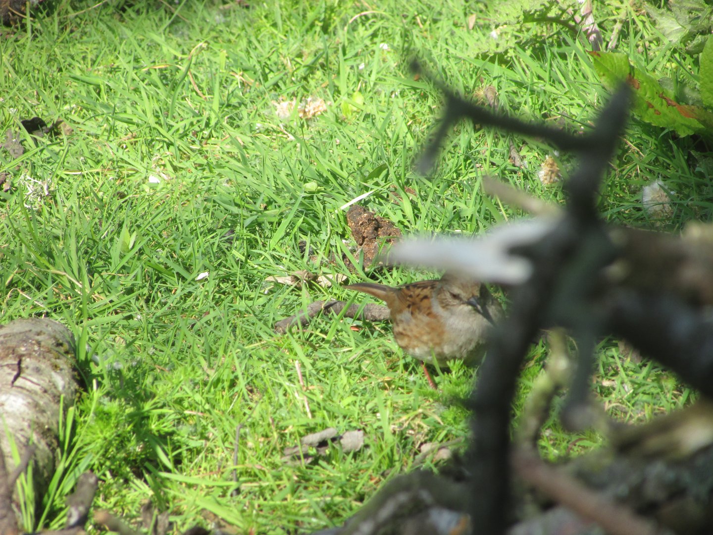Wild dunnock