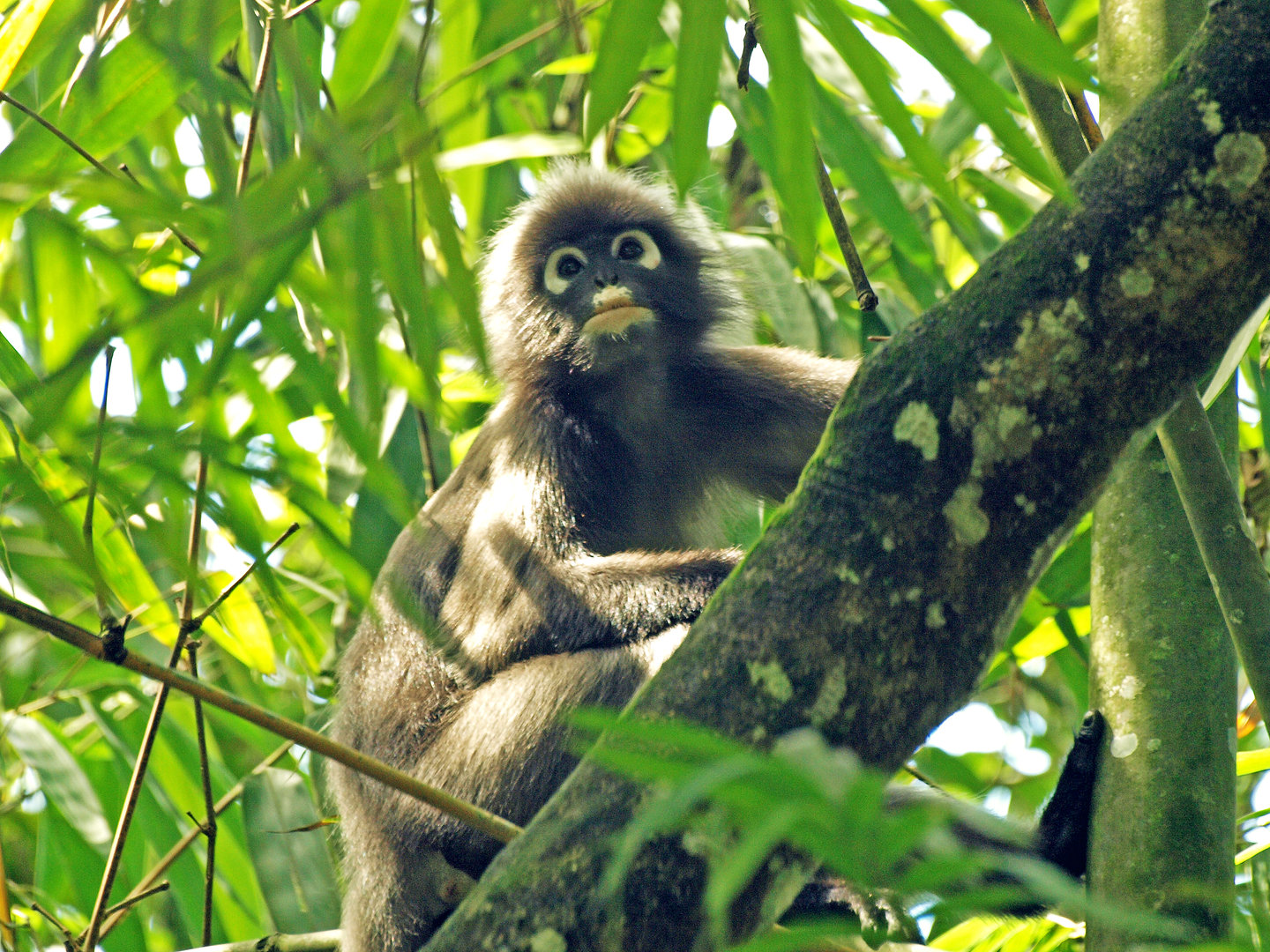Wild dusky langur