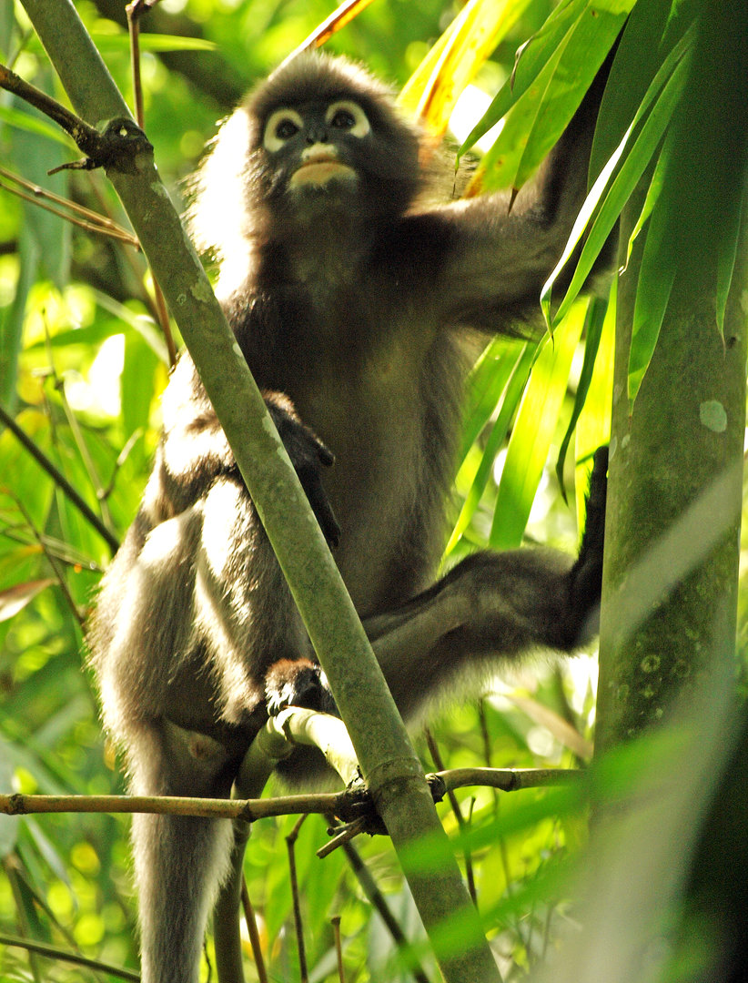 Wild dusky langur