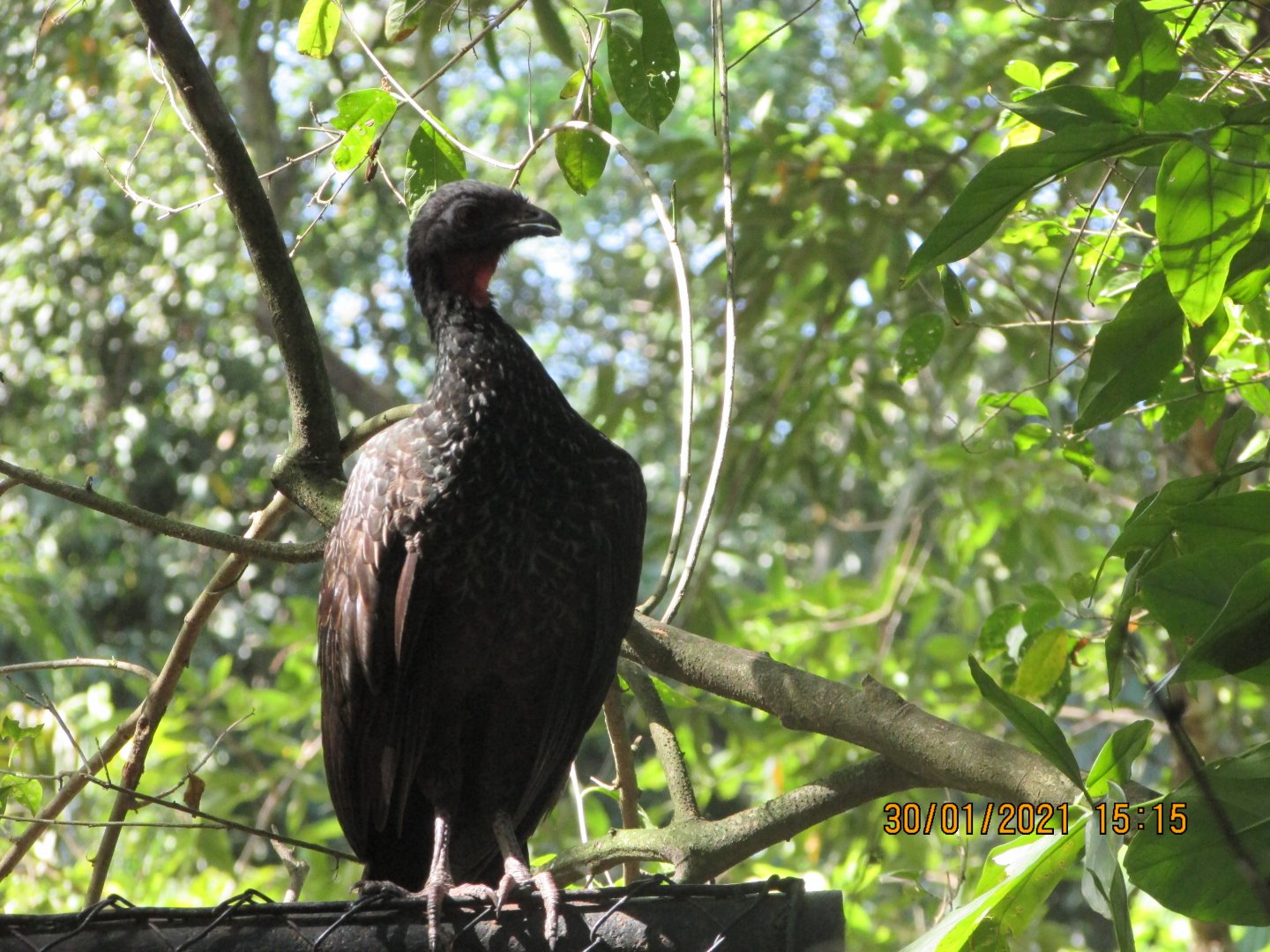 Wild dusky-legged guan