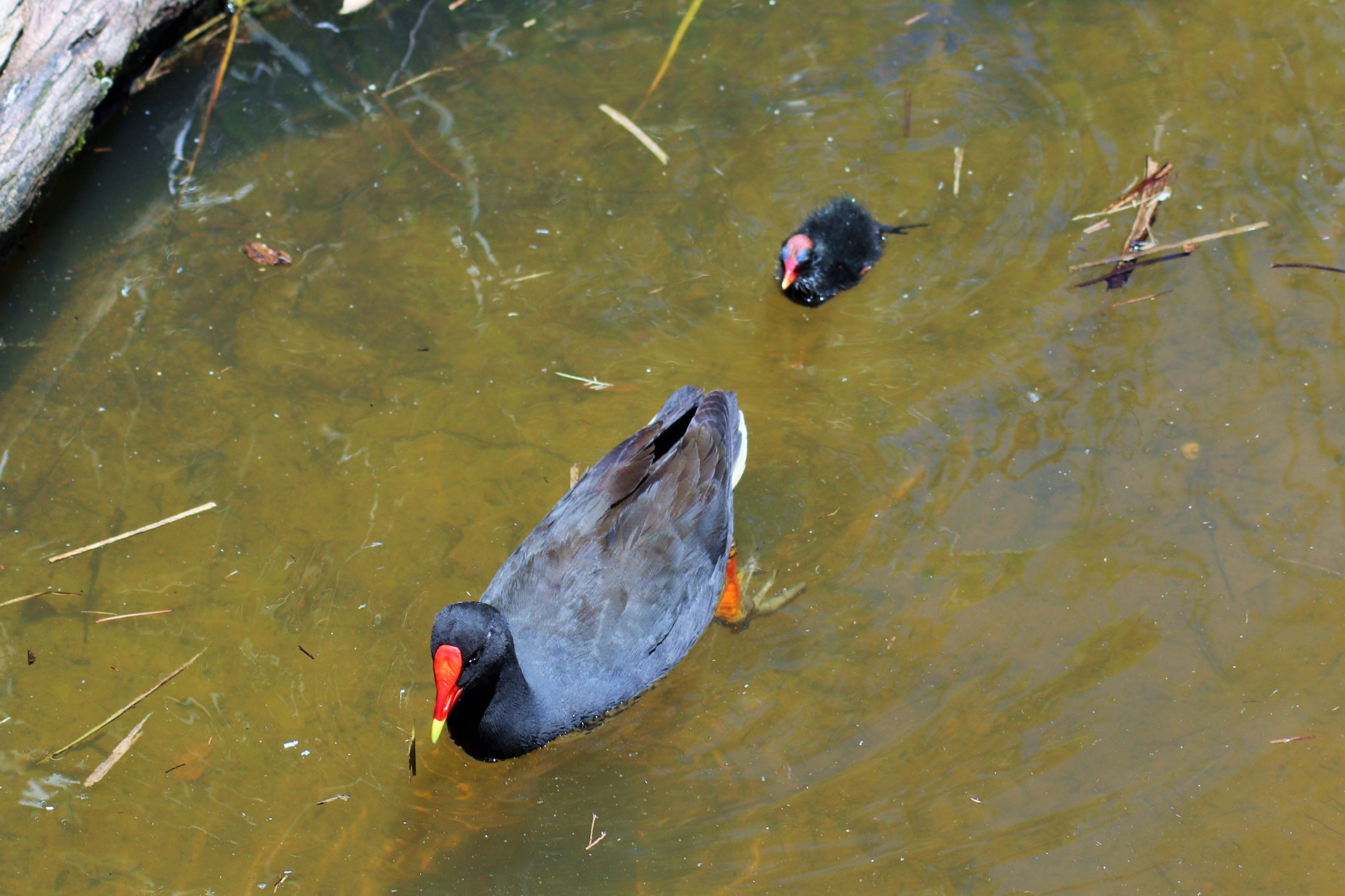 Wild Dusky Moorhen Adult and Chick (Gallinula tenebrosa)