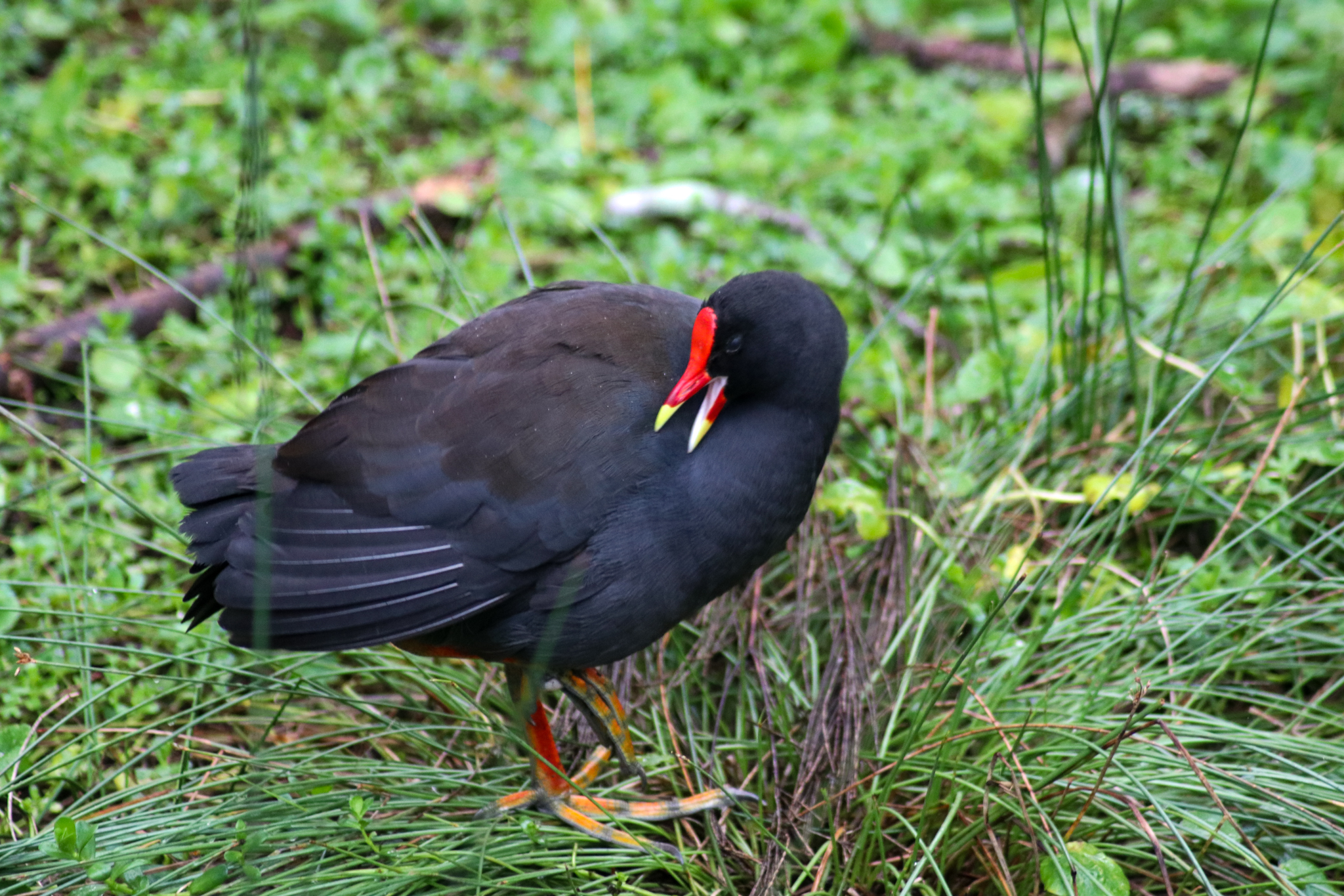 Wild Dusky Moorhen (Gallinula tenebrosa)