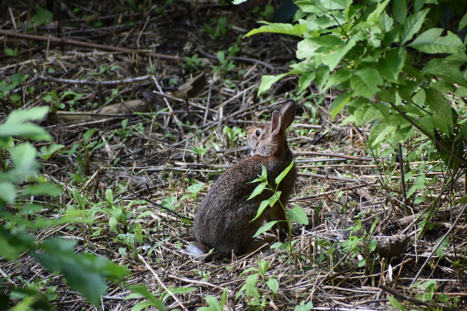 Wild Eastern Cottontail ~ Minnesota Zoo