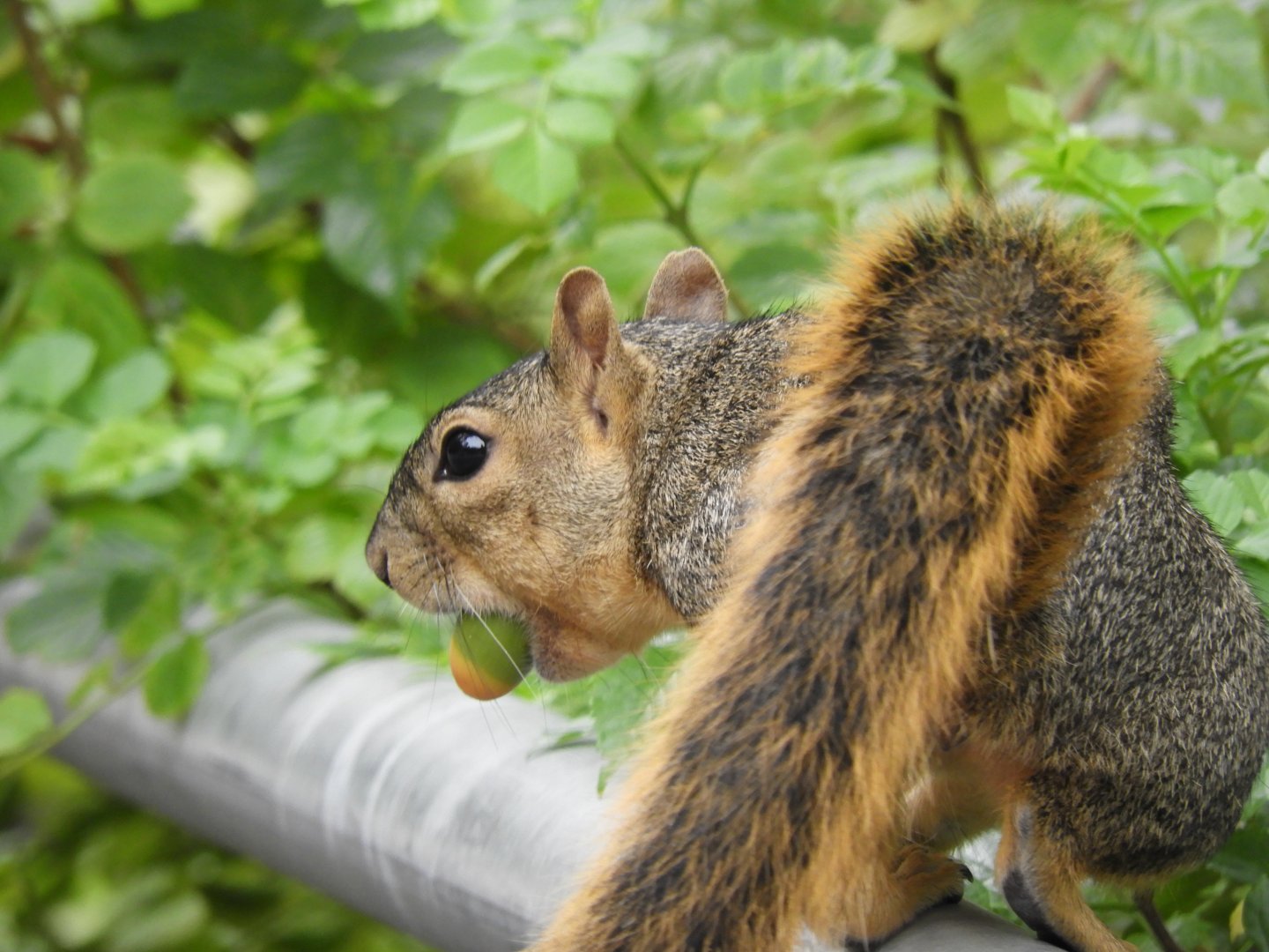 Wild eastern fox squirrel