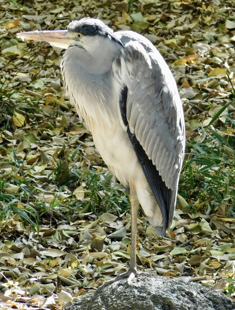 Wild Eastern Grey Heron (Ardea cinerea jouyi) November 29, 2025
