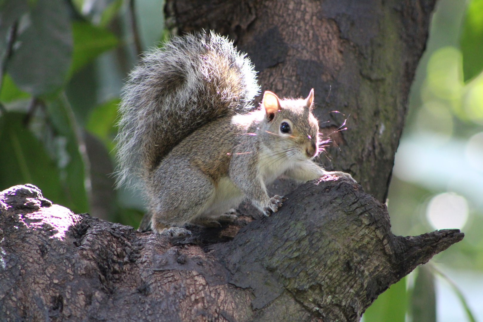 {Wild} Eastern Grey Squirrel (Sciurus carolinensis)