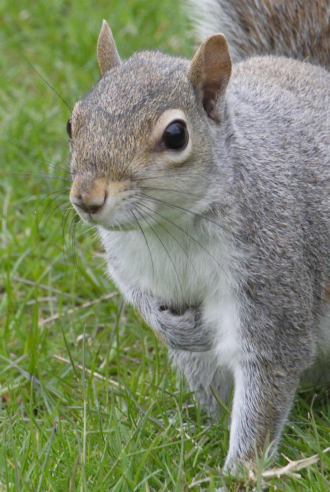 Wild Eastern grey squirrel