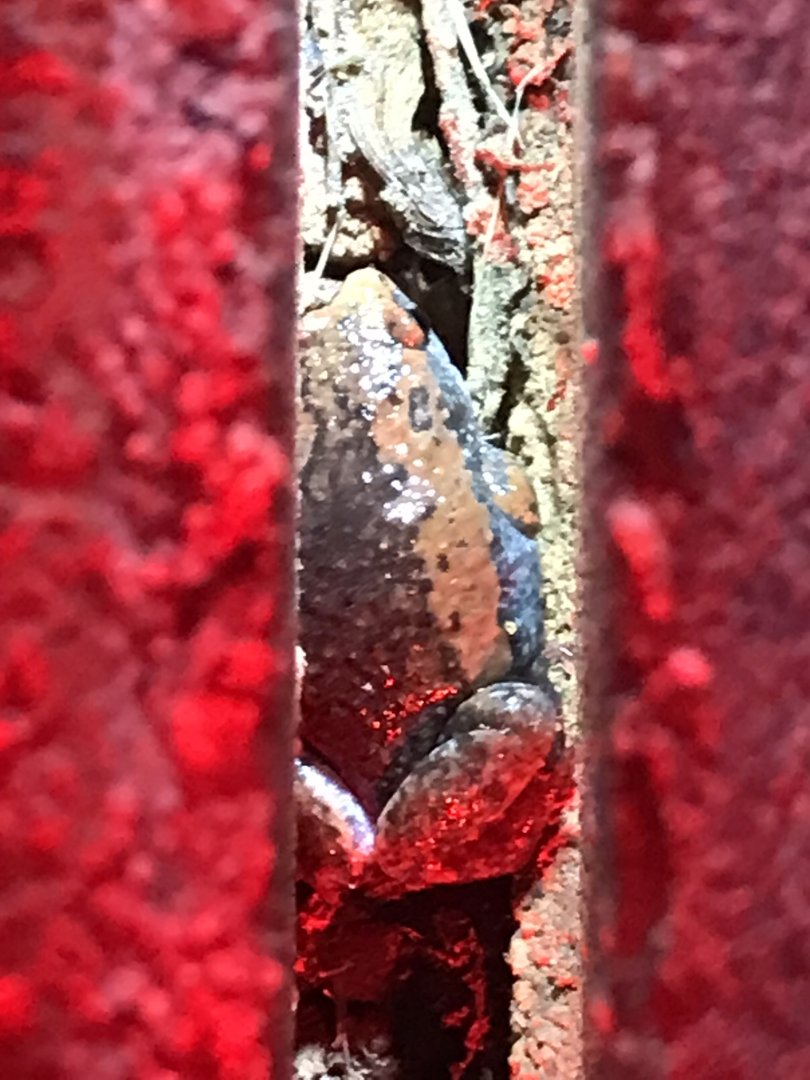 Wild Eastern Narrow-mouthed Toad