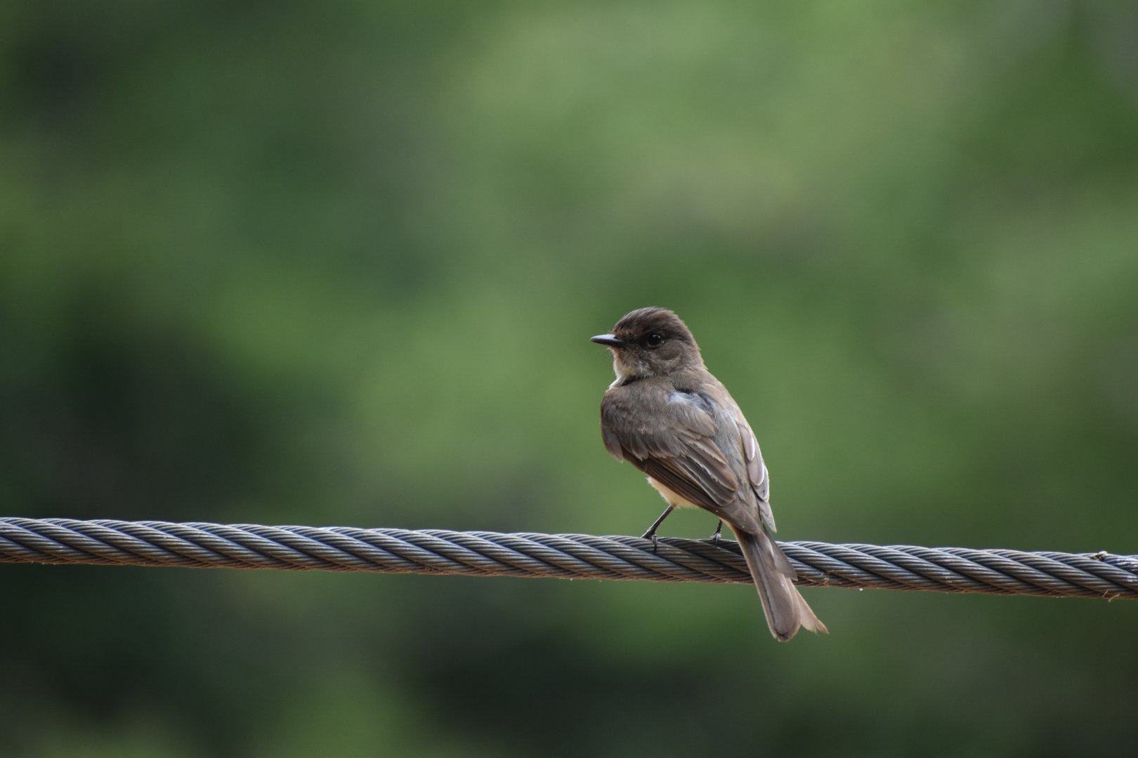 Wild Eastern Phoebe
