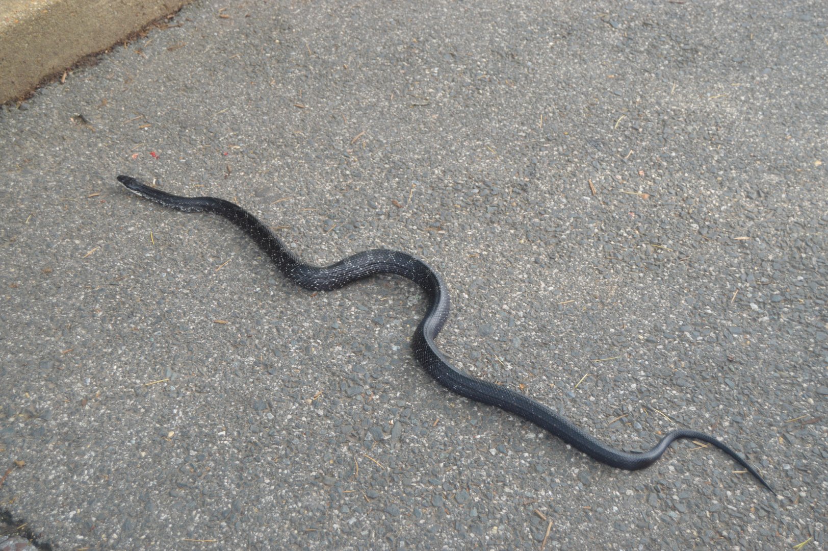 Wild Eastern Ratsnake (Pantherophis alleghaniensis)
