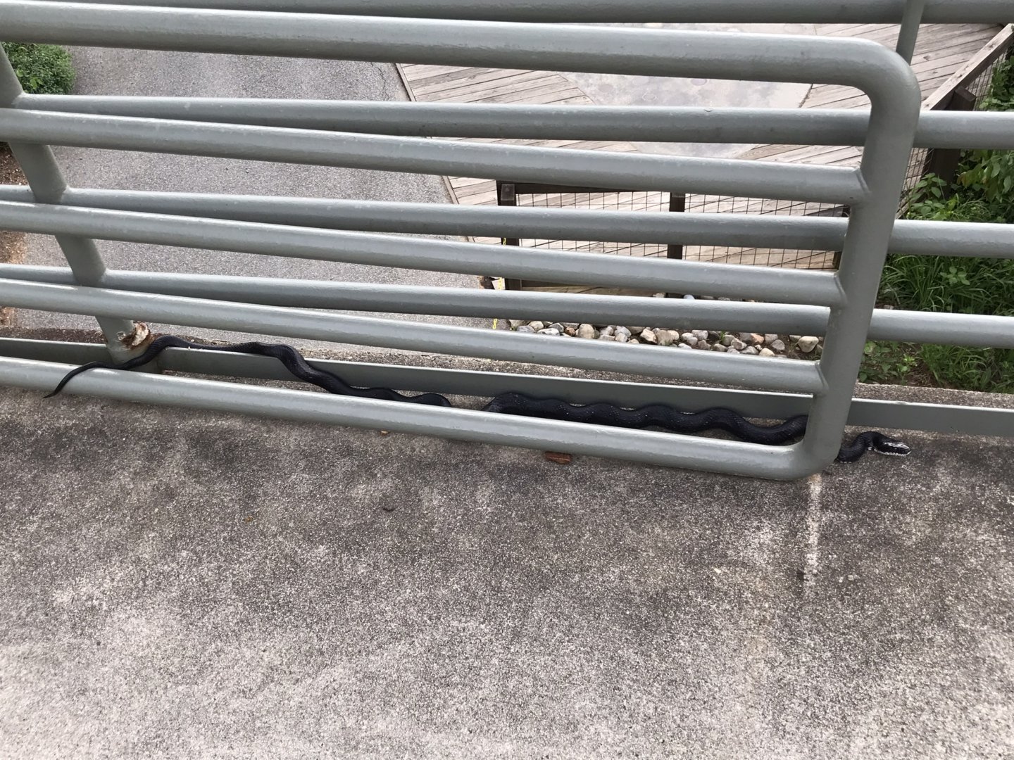 Wild Eastern Ratsnake