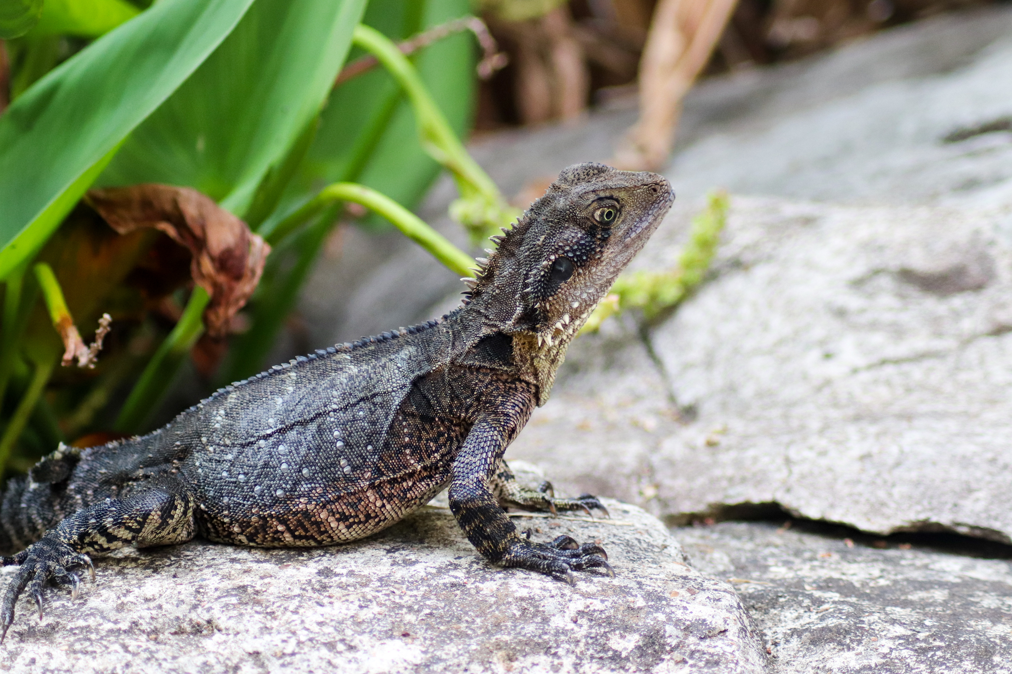 Wild Eastern Water Dragon (Intellagama lesueurii lesueurii) - January 2020