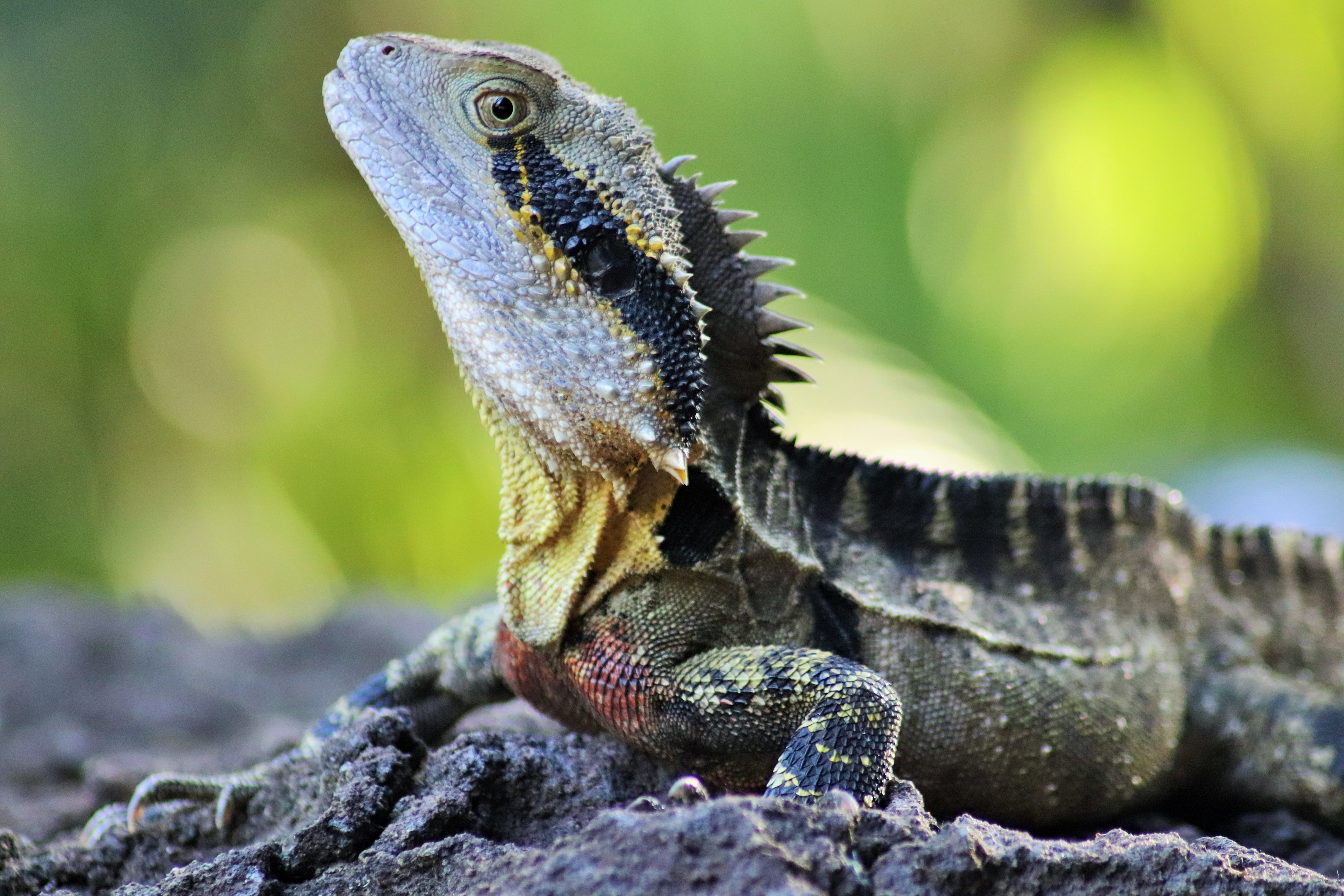 Wild Eastern Water Dragon (Intellagama lesueurii)