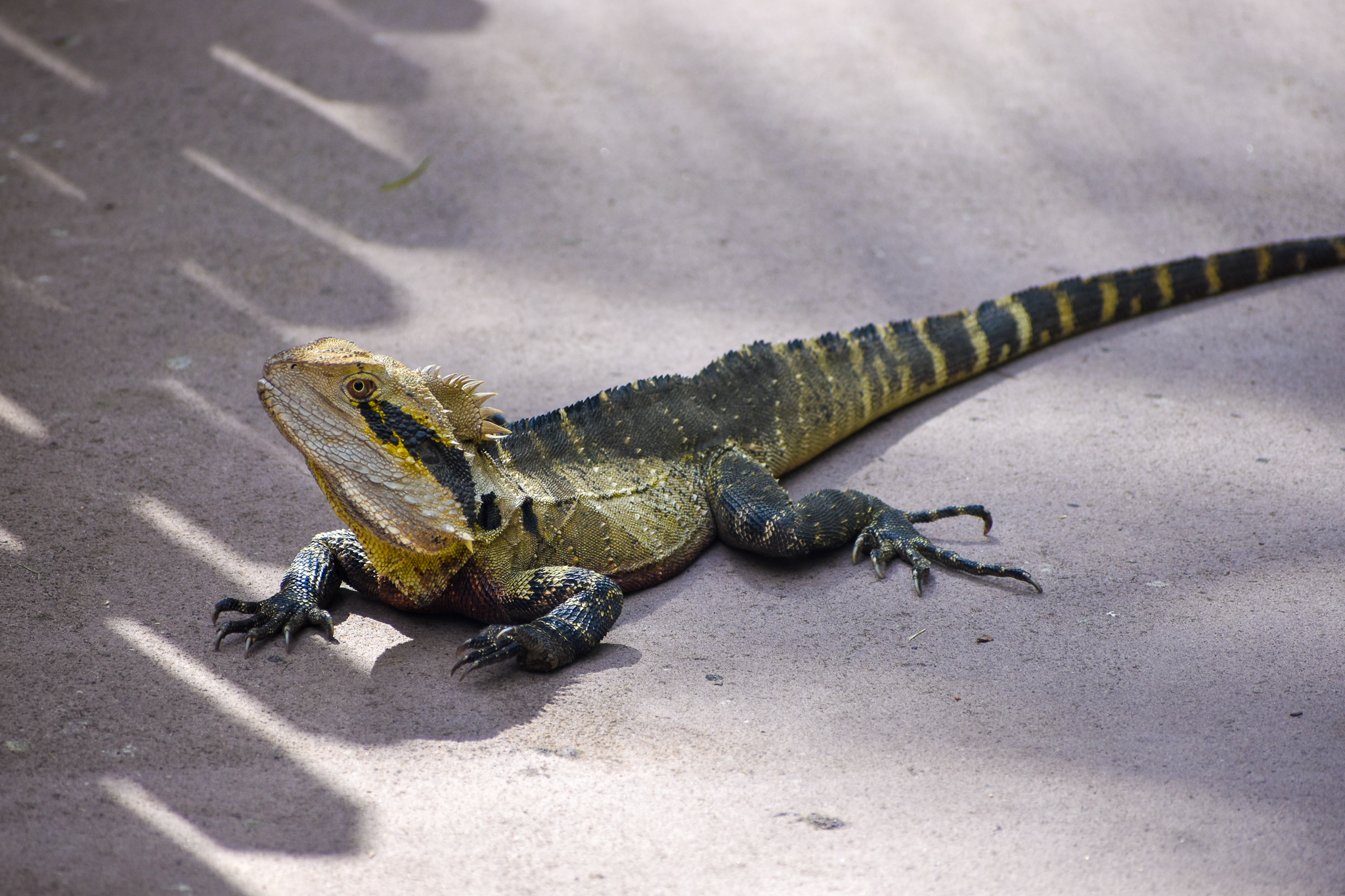 wild - Eastern Water Dragon (Intellagama lesueurii)