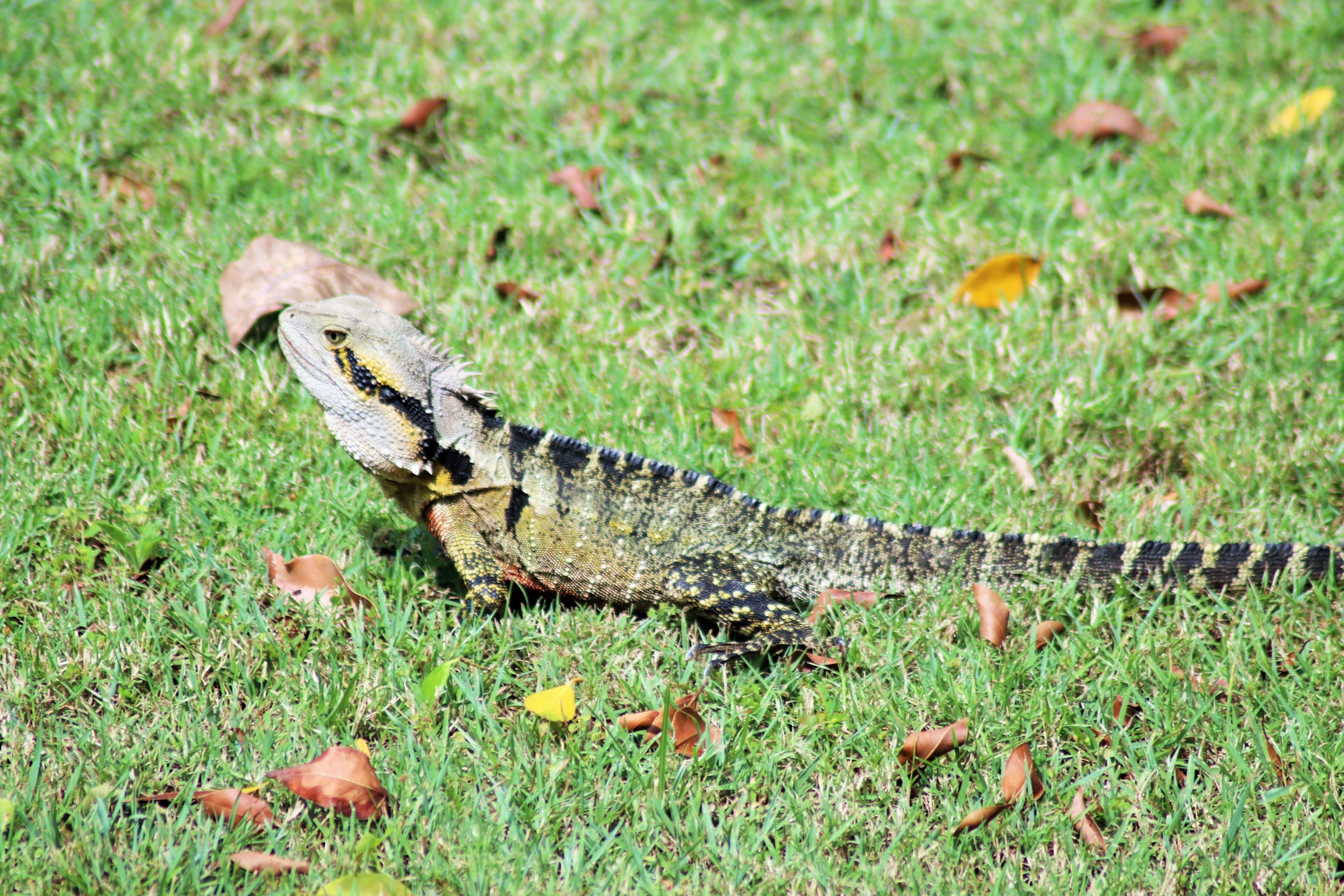 Wild Eastern Water Dragon (Physignathus lesueurii)