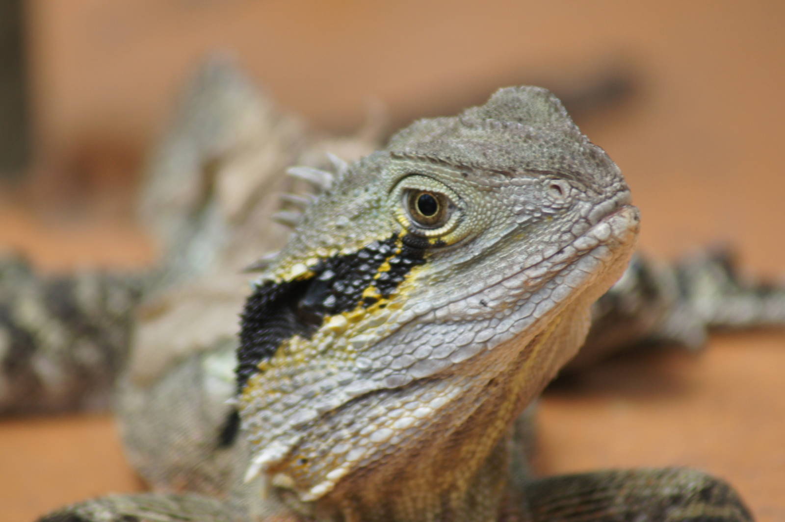 Wild eastern water dragon