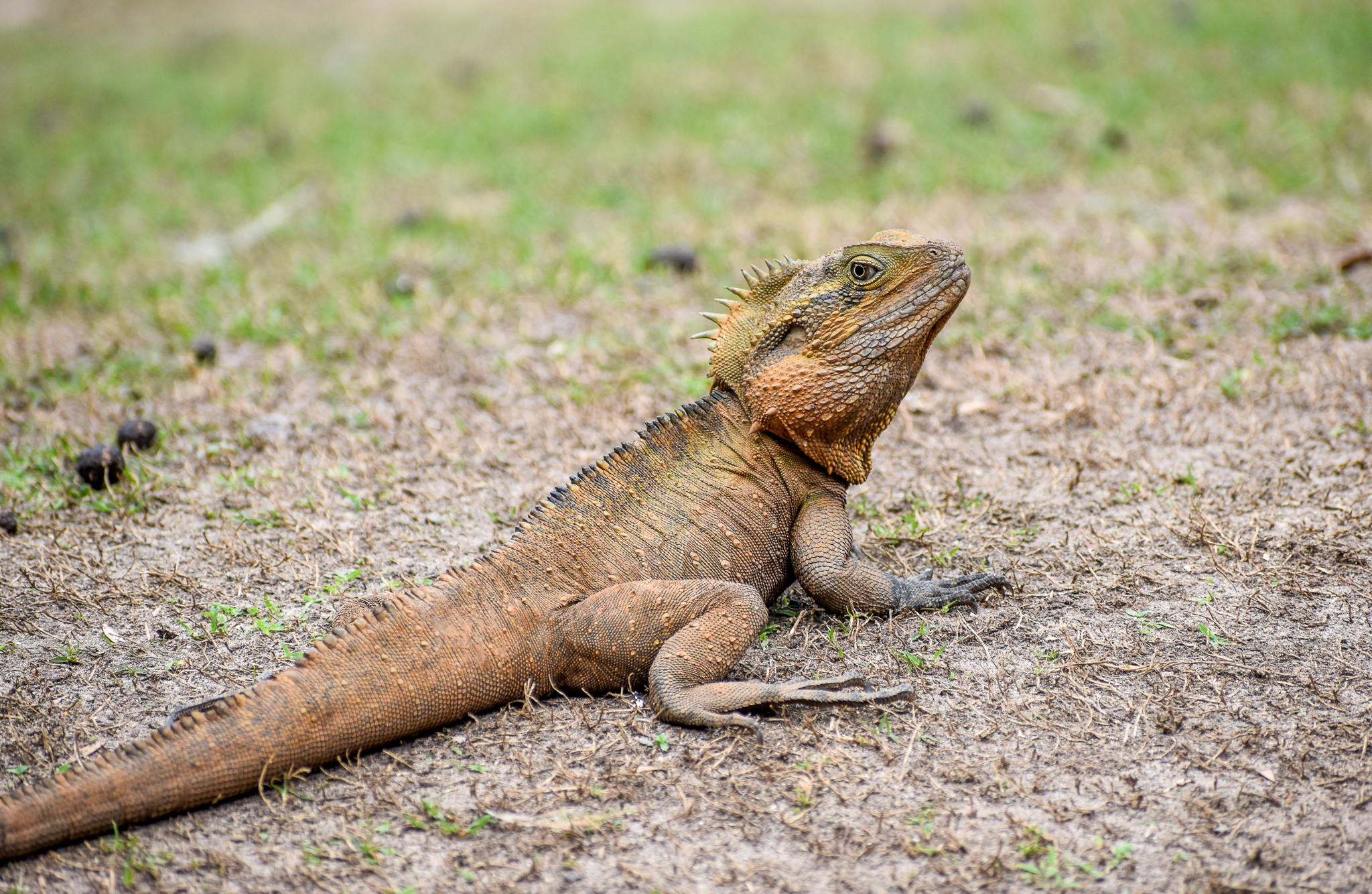 wild - Eastern Water Dragon