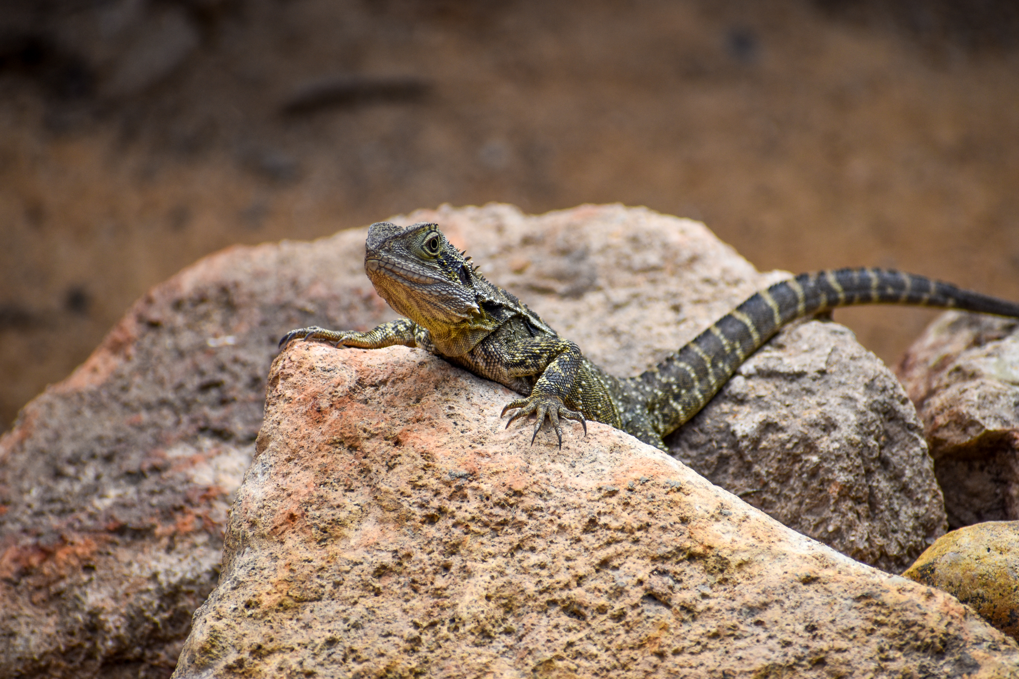wild - Eastern Water Dragon