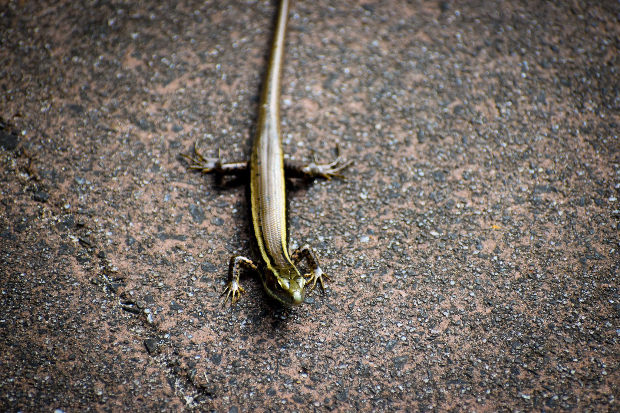Wild - Eastern Water Skink (Eulamprus quoyii)