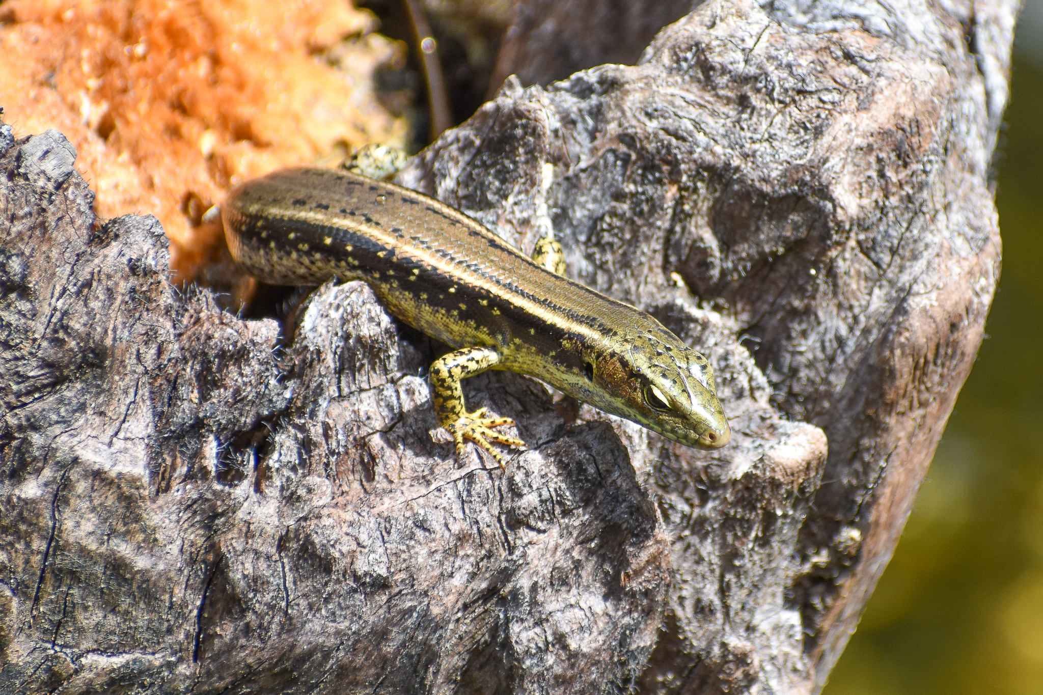 wild - Eastern Water Skink (Eulamprus quoyii)