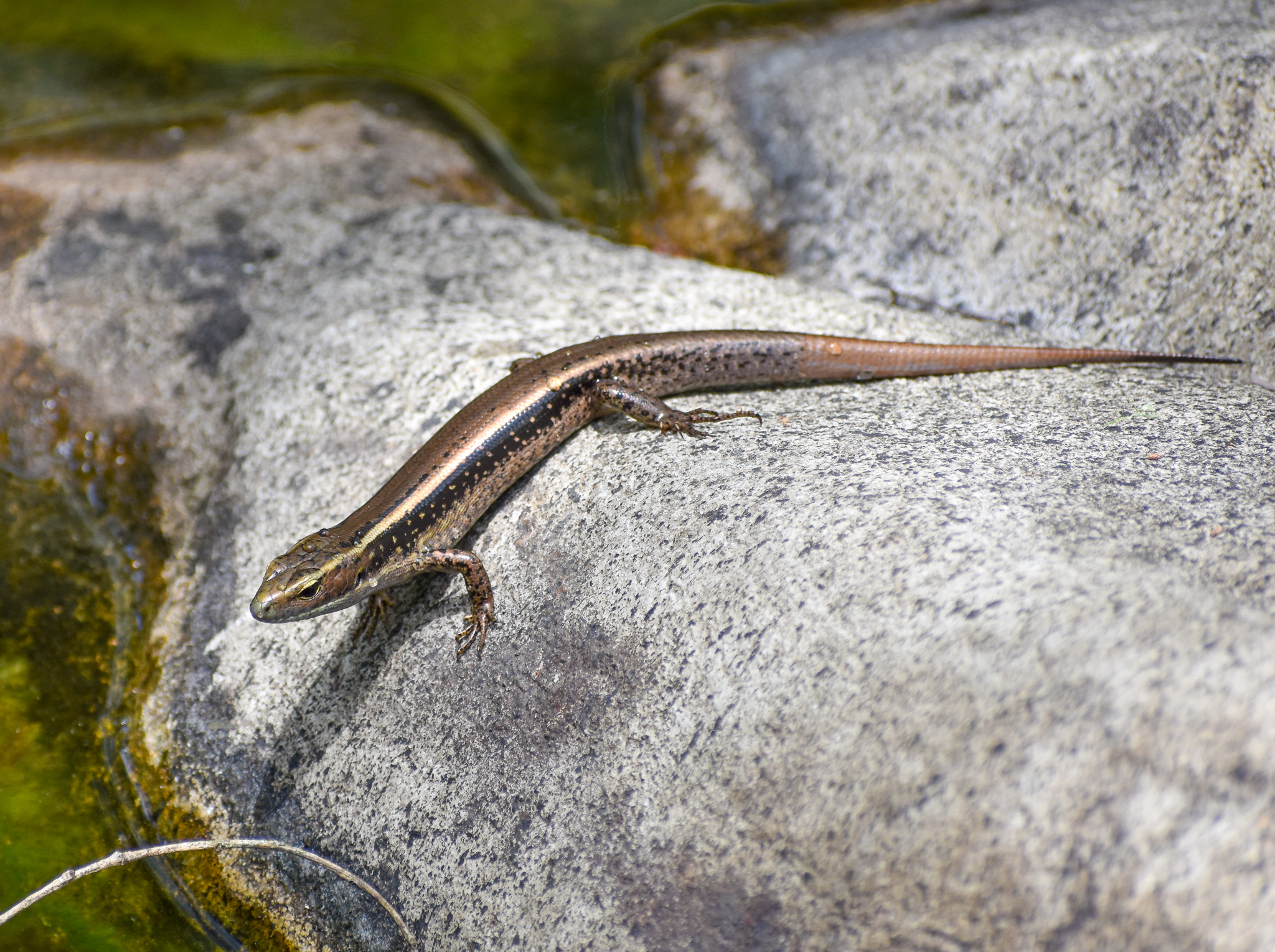 wild - Eastern Water Skink