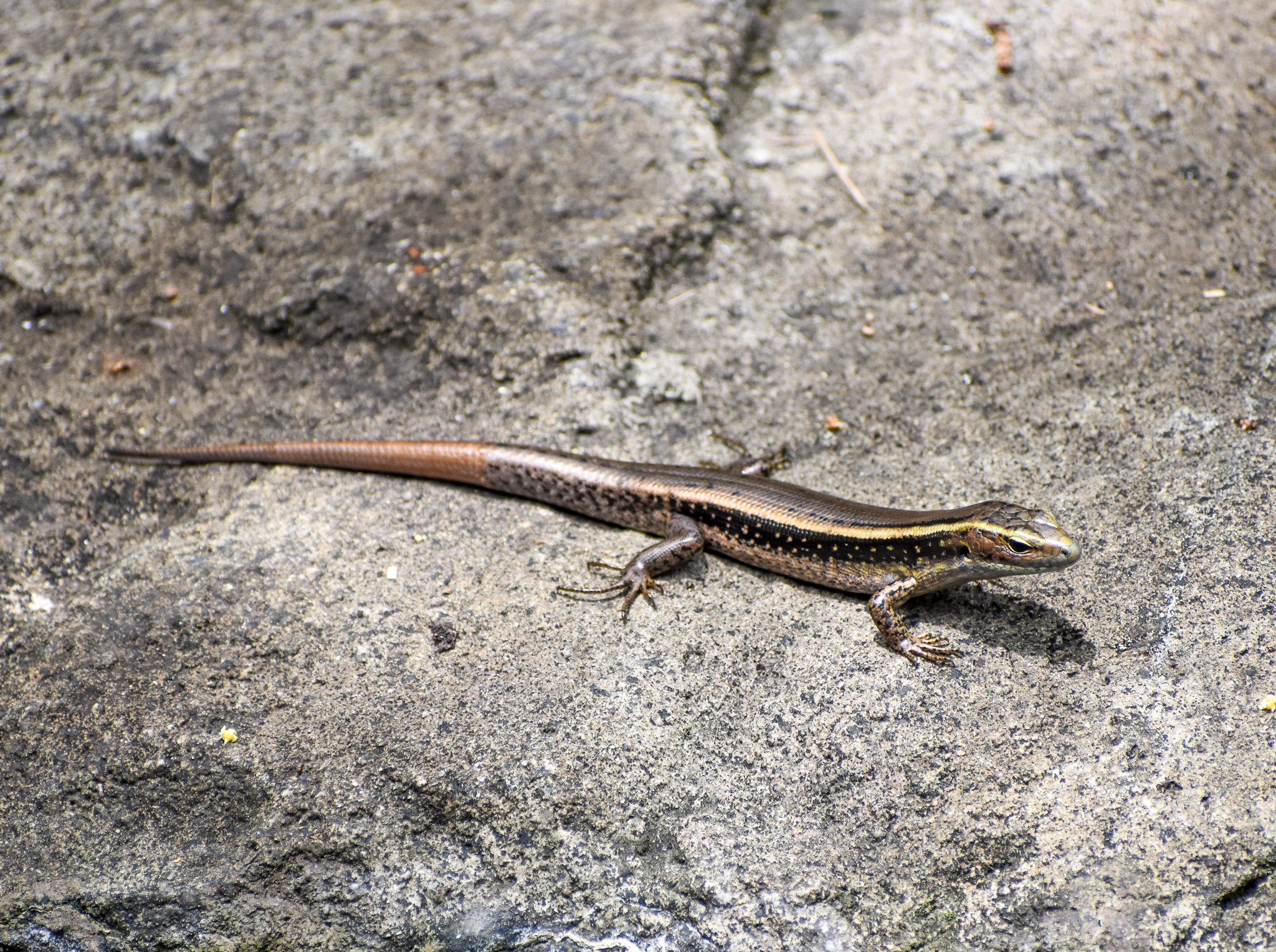 wild - Eastern Water Skink