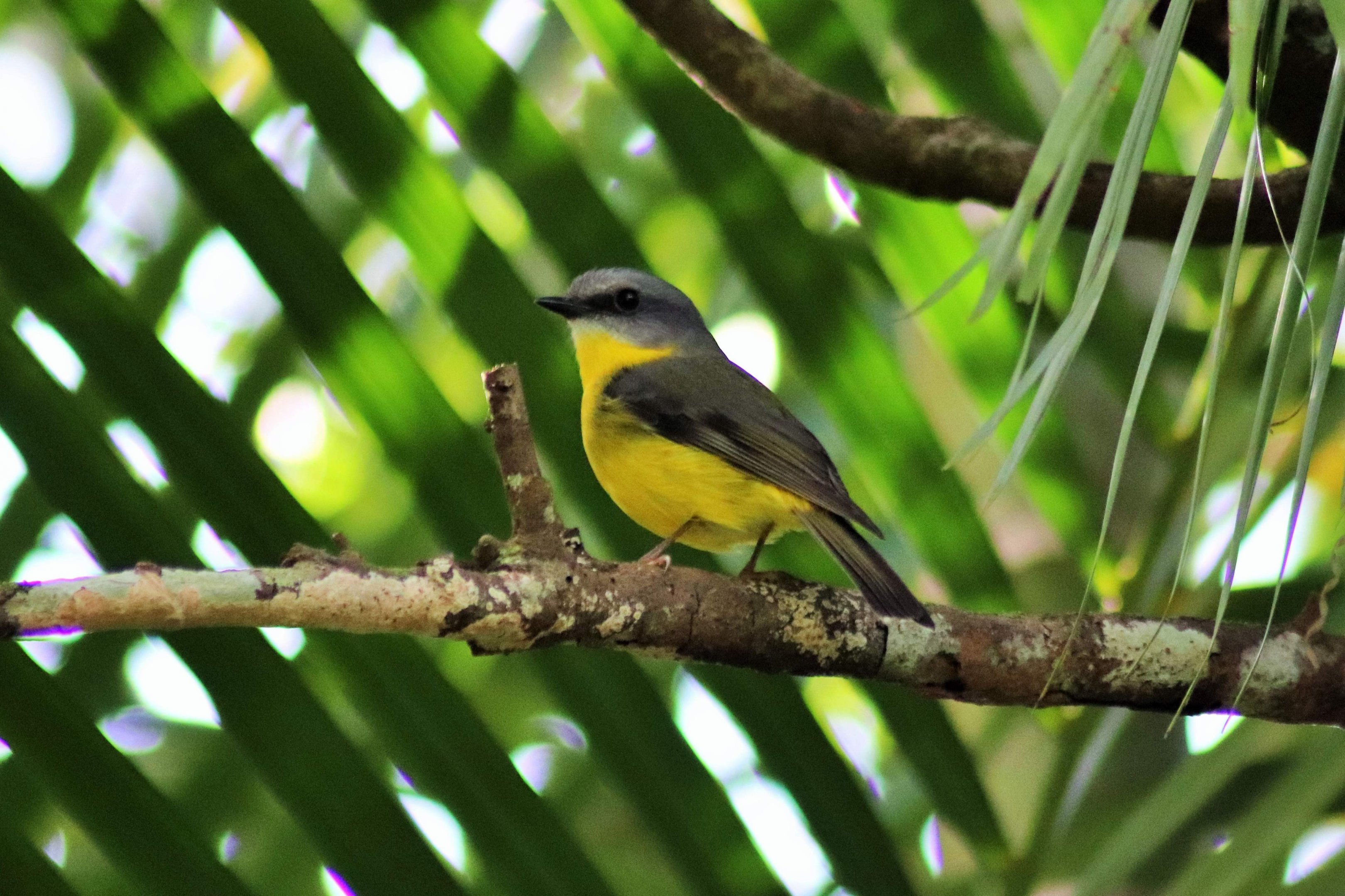 Wild Eastern Yellow Robin (Eopsaltria australis)