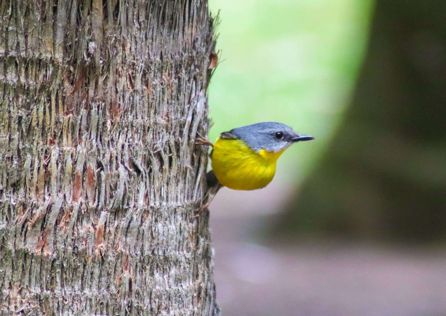 Wild Eastern Yellow Robin (Eopsaltria australis)