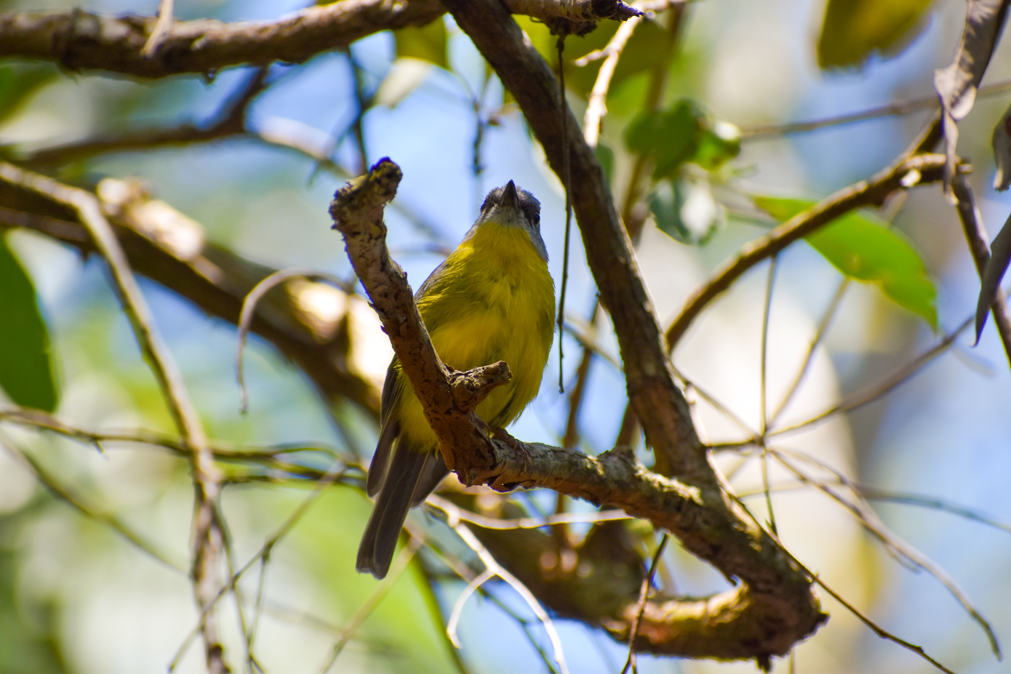 Wild - Eastern Yellow Robin (Eopsaltria australis)