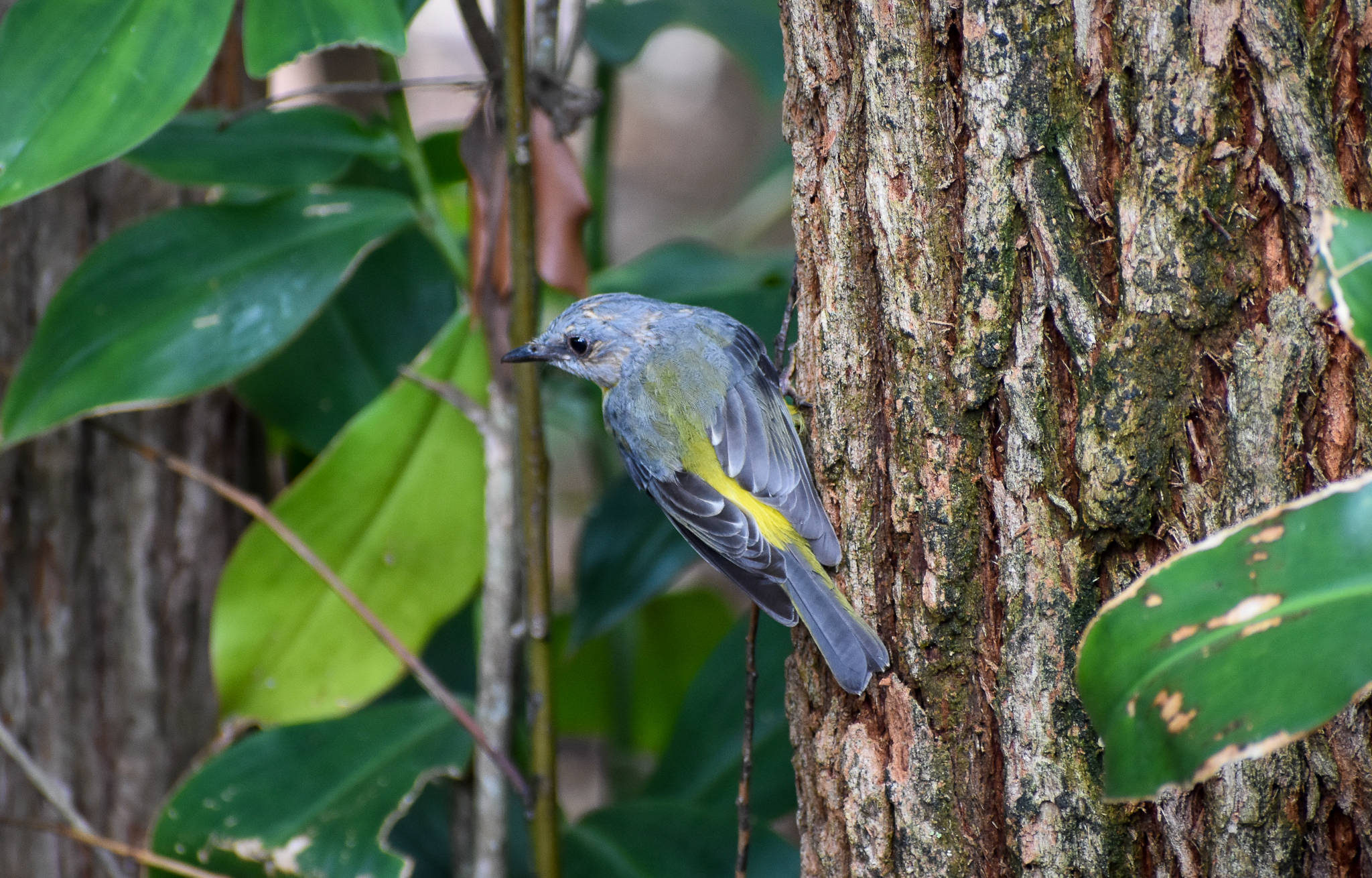 Wild - Eastern Yellow Robin (Eopsaltria australis)