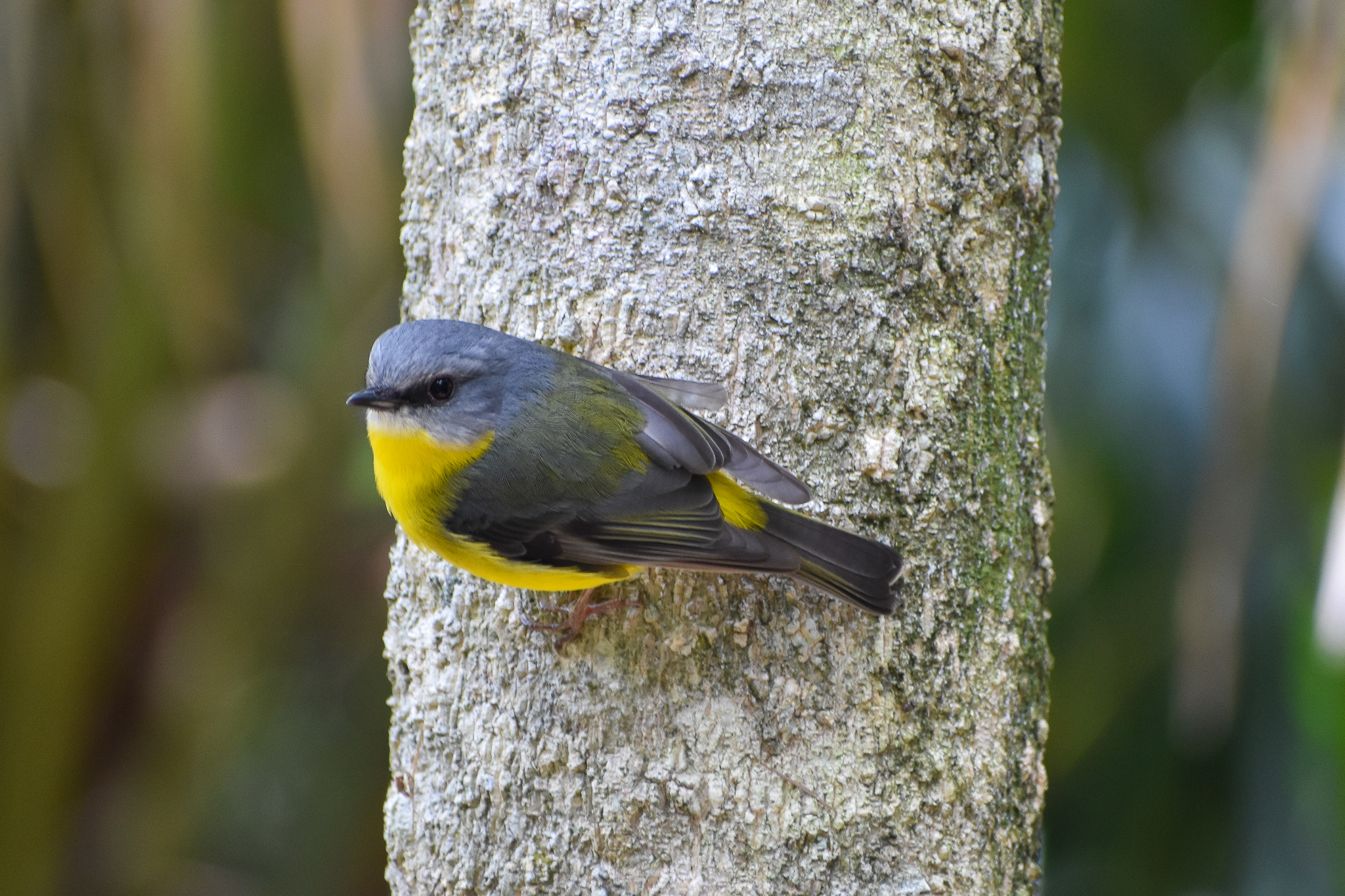 wild - Eastern Yellow Robin (Eopsaltria australis)