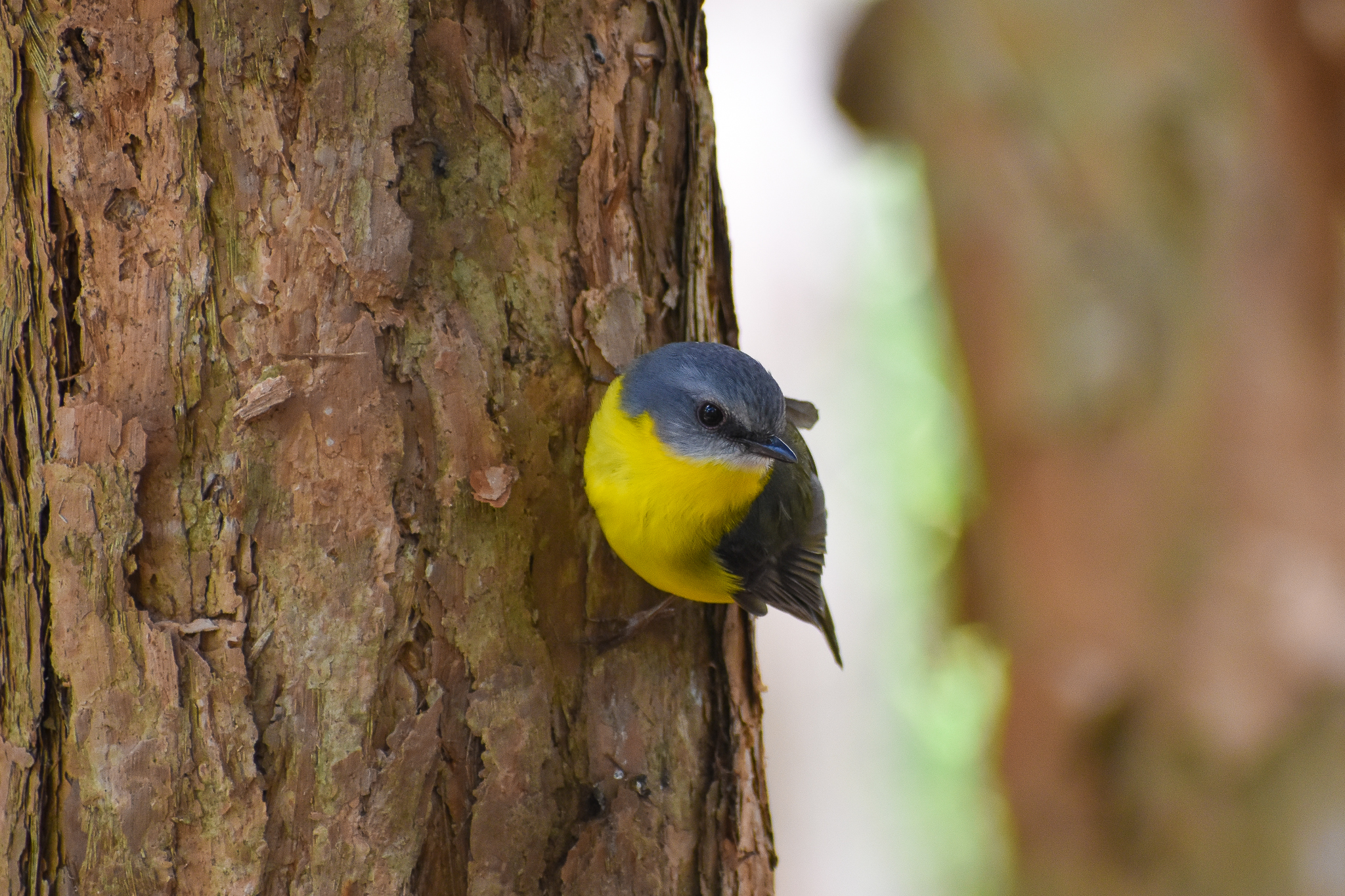 wild - Eastern Yellow Robin (Eopsaltria australis)