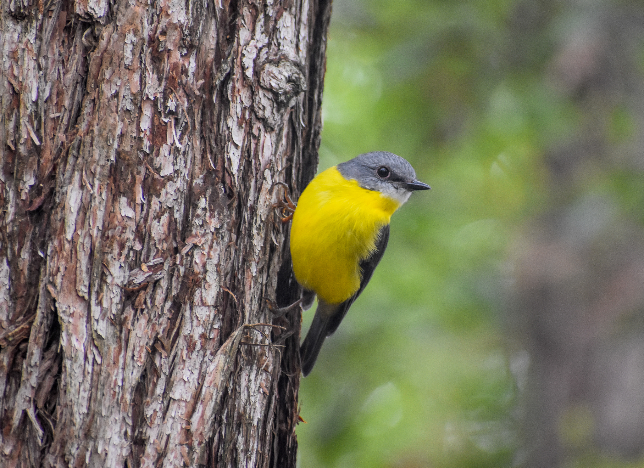 wild - Eastern Yellow Robin