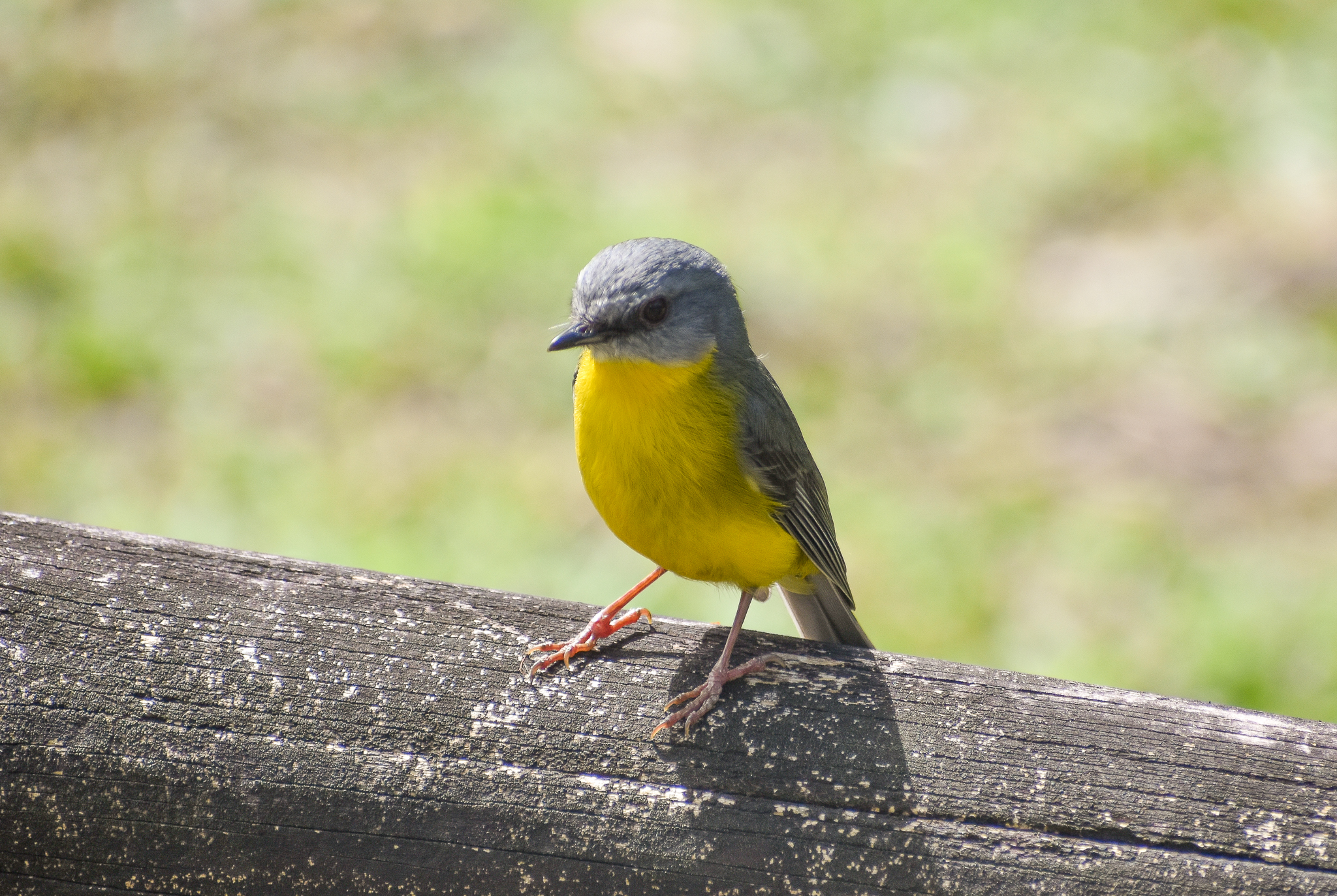 wild - Eastern Yellow Robin