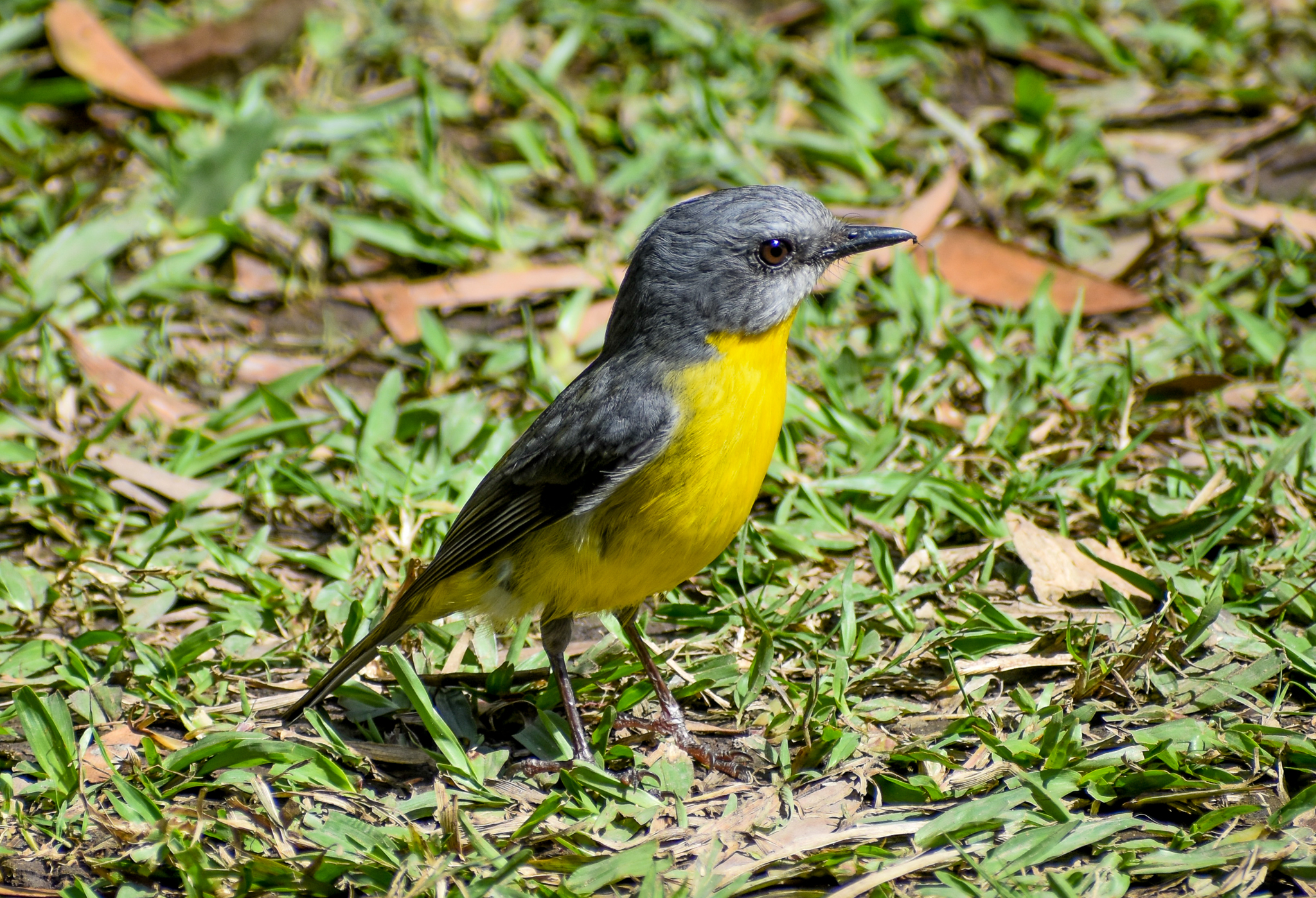 wild - Eastern Yellow Robin