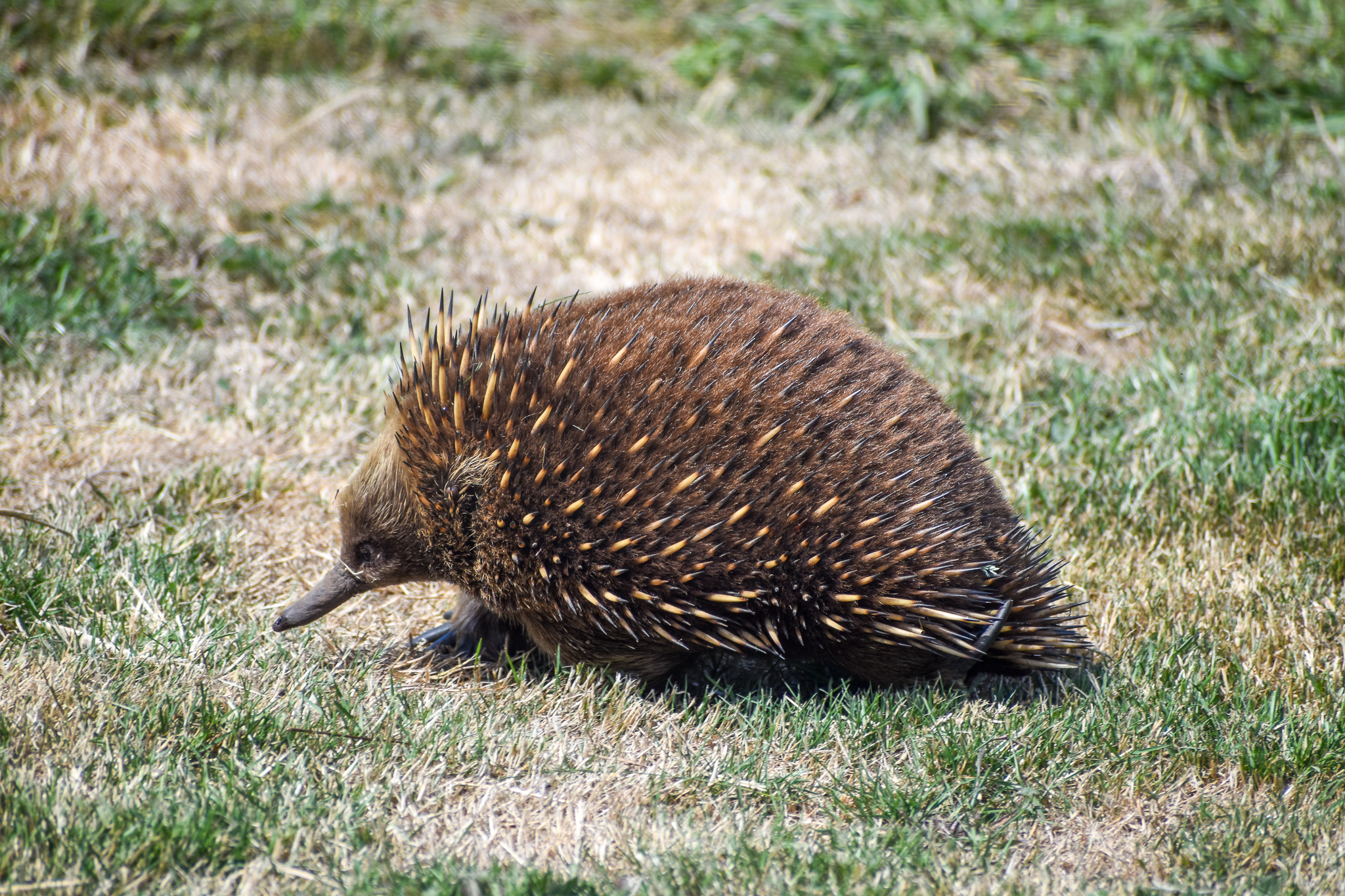 Wild echidna on zoo grounds