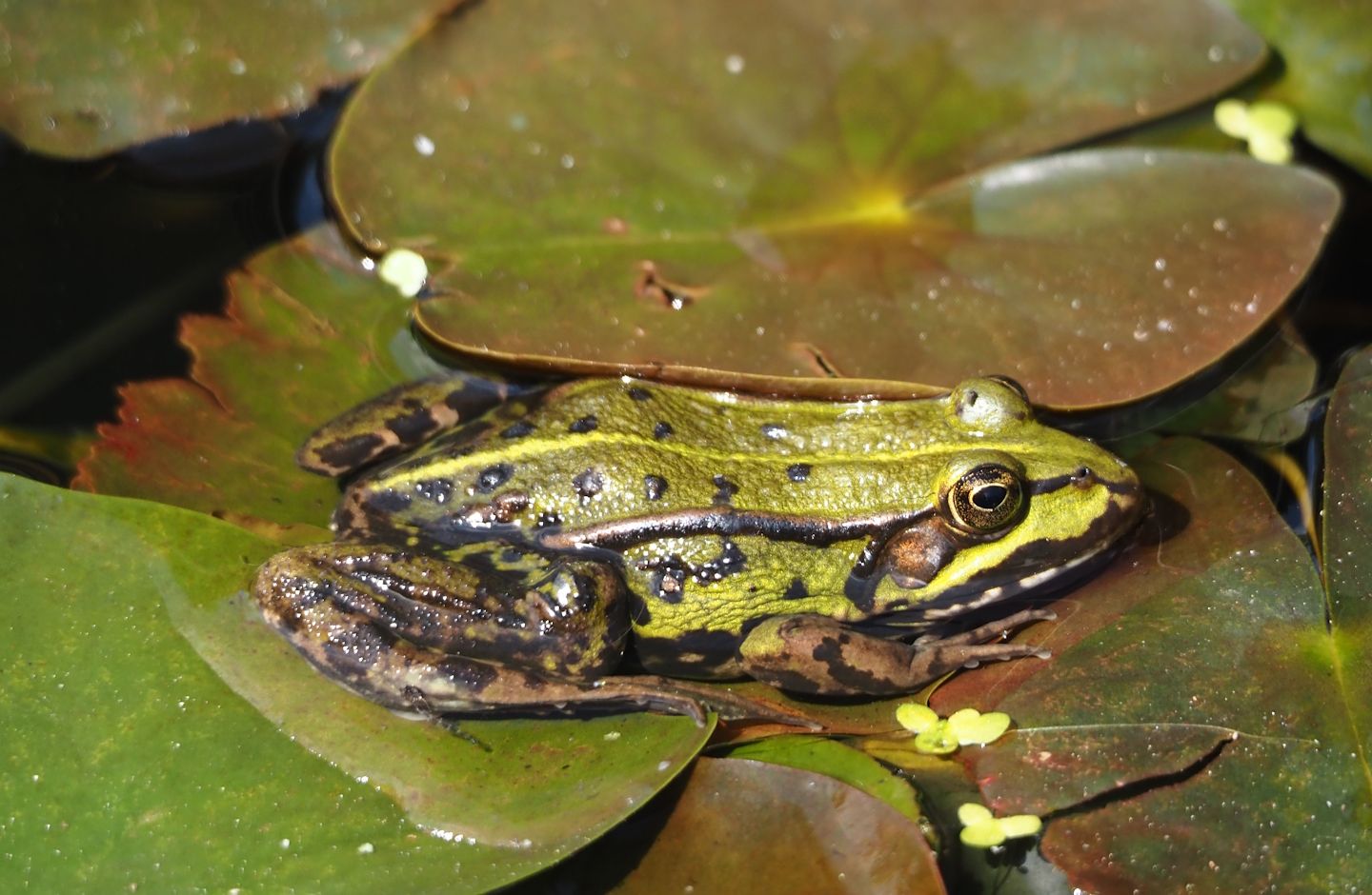 Wild Edible frog (Pelophylax kl. esculentus), 2024-05-24