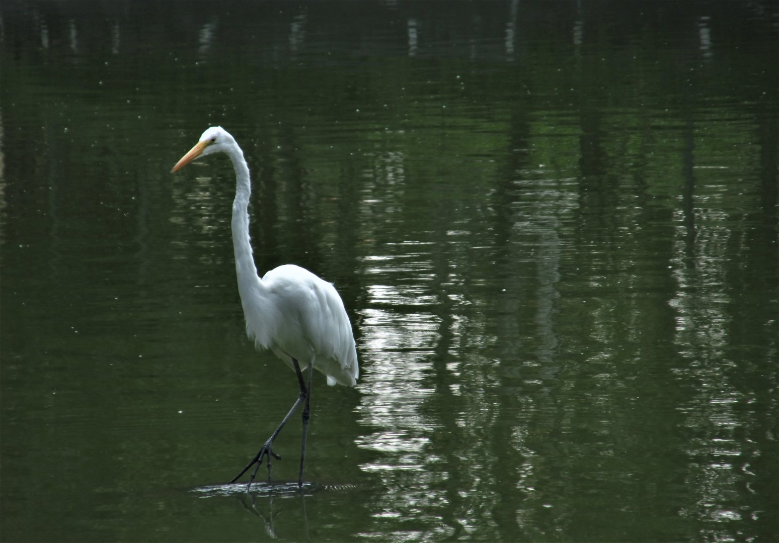 wild egret at lake